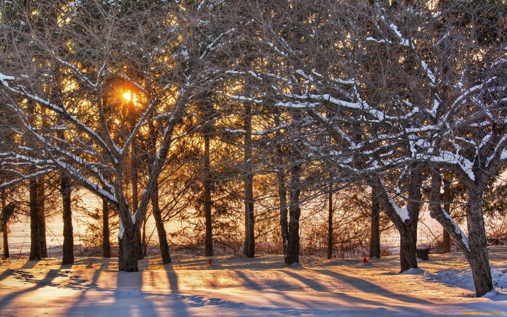 природа, деревья