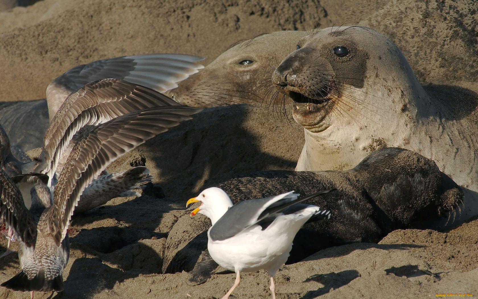 животные, разные, вместе