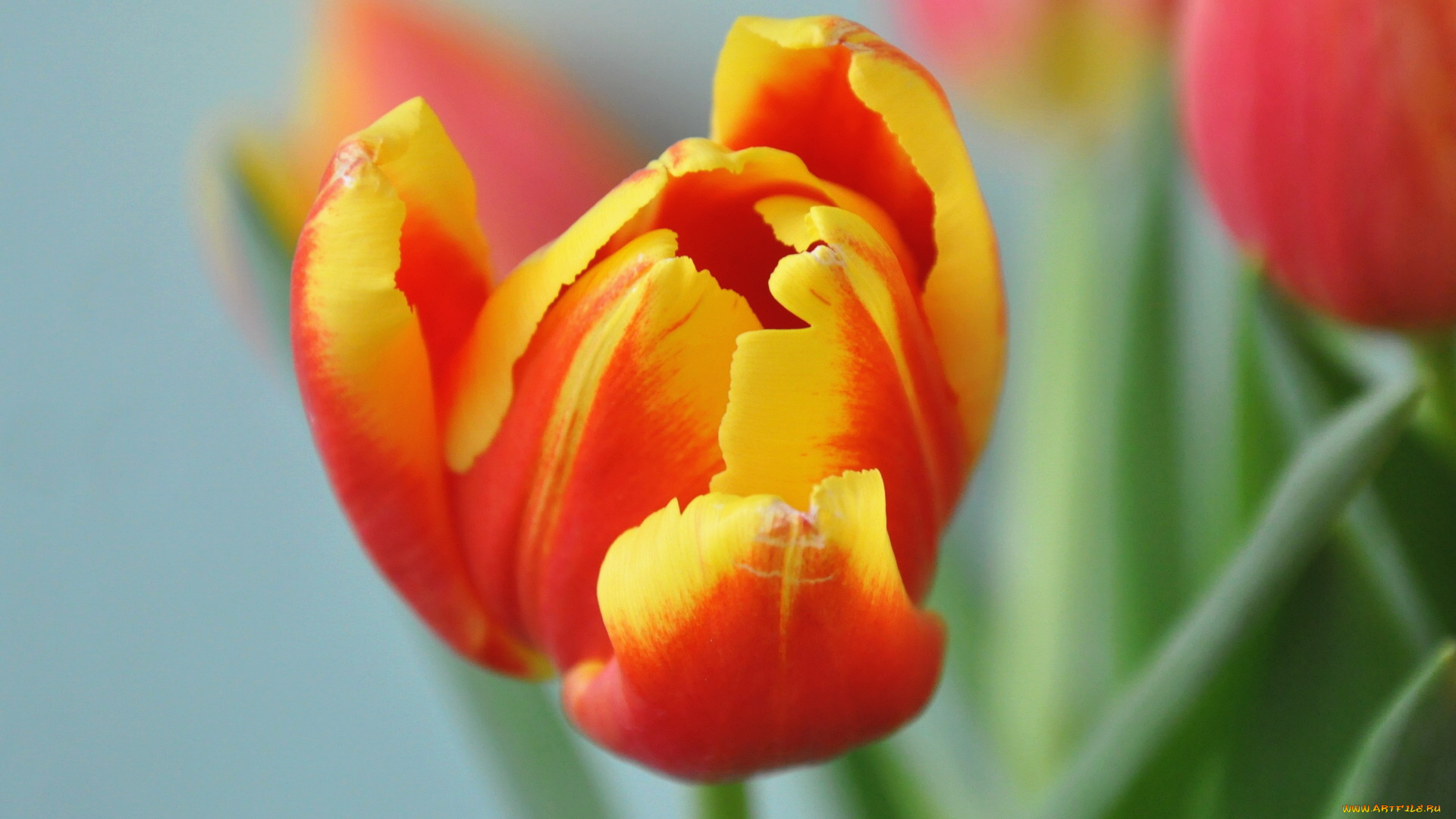 цветы, тюльпаны