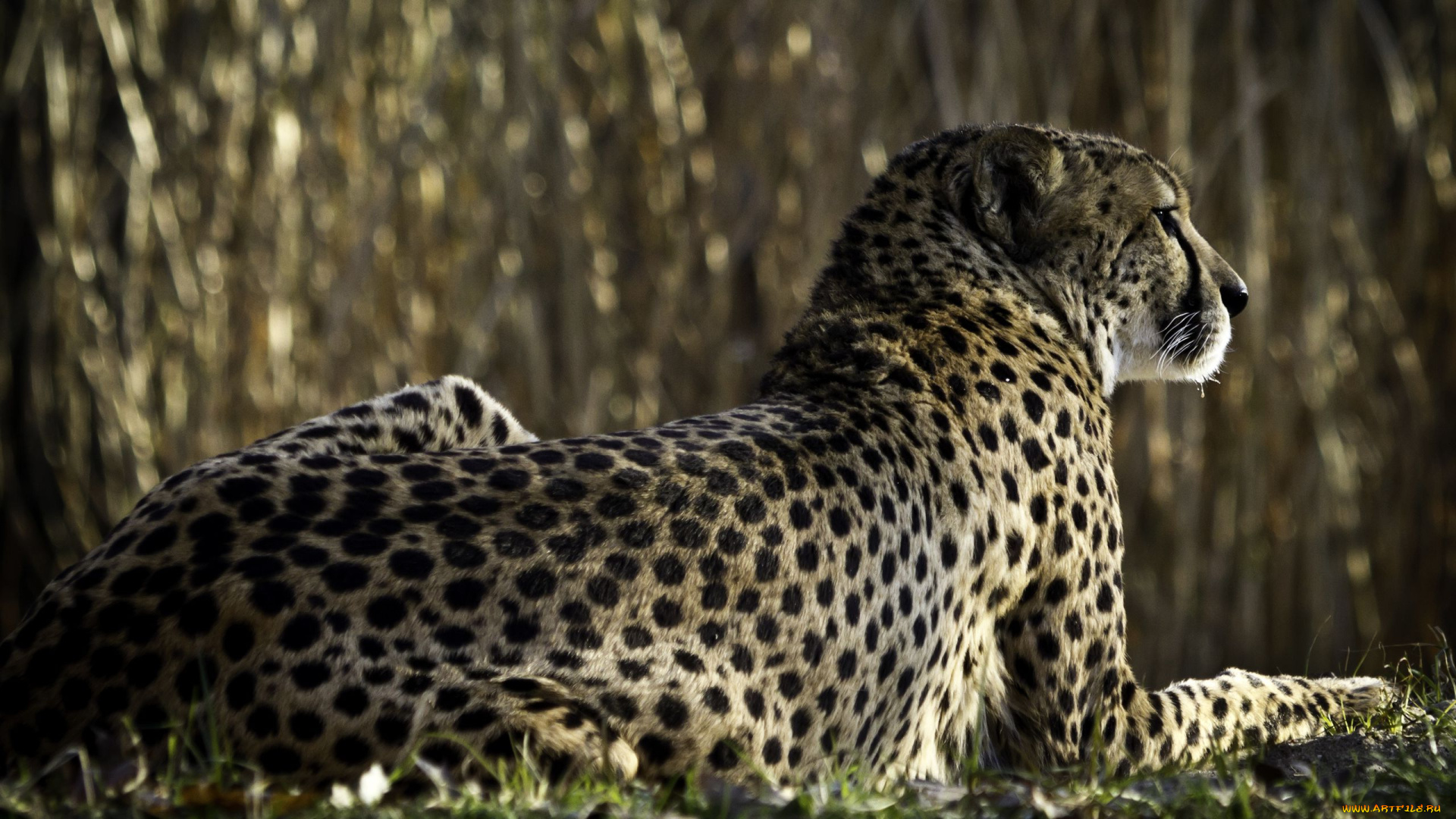 животные, гепарды
