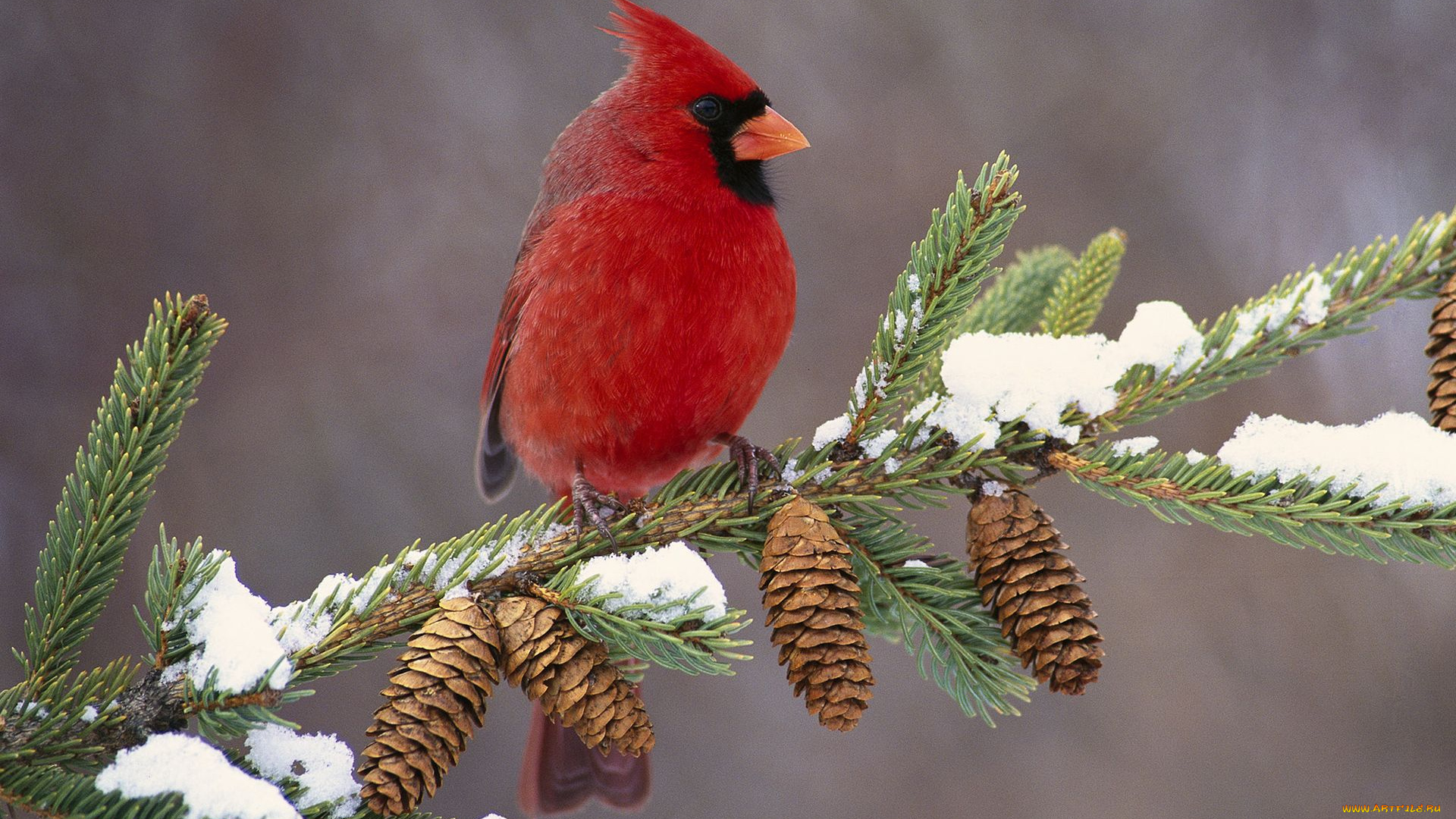 животные, кардиналы