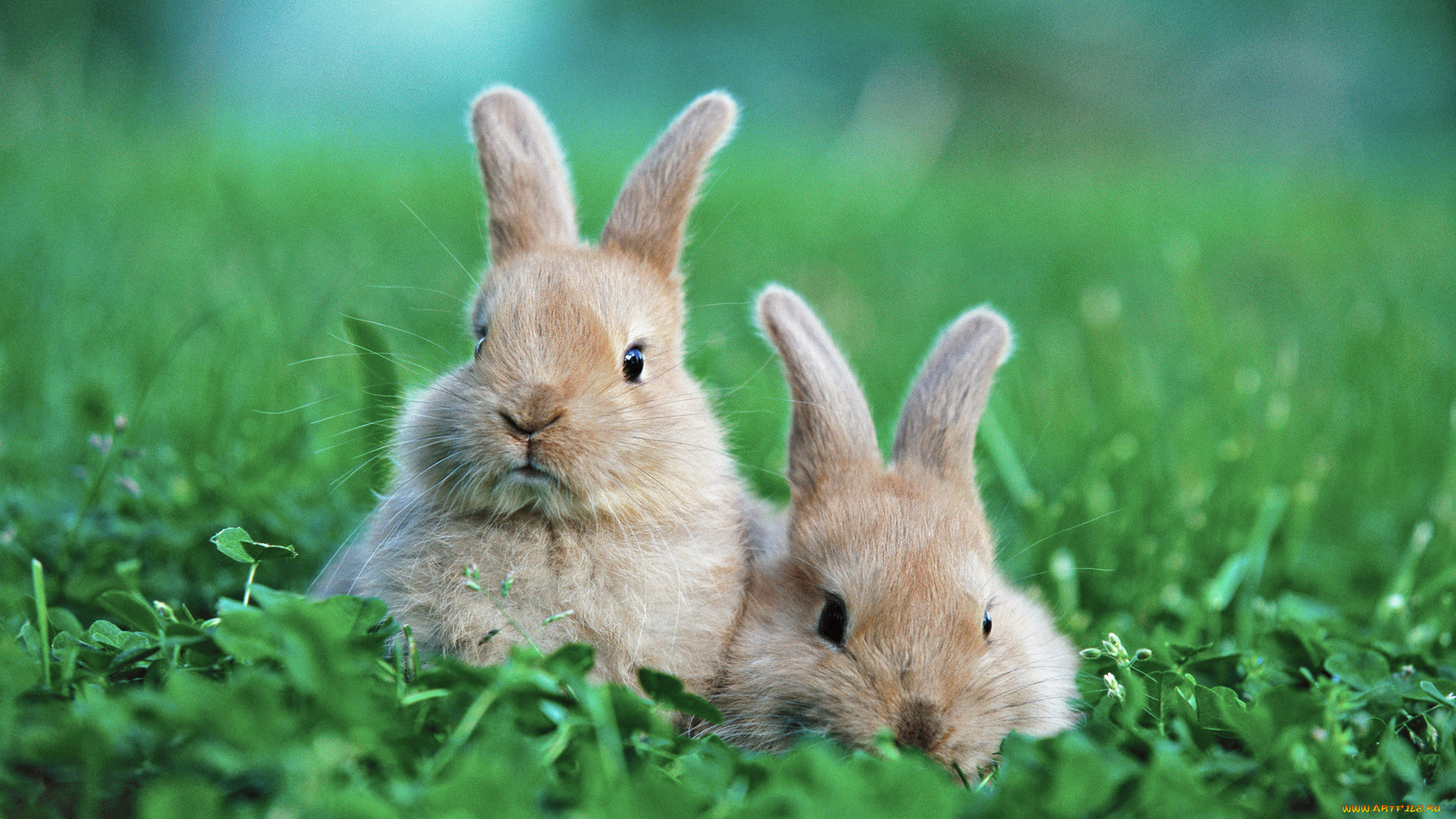 животные, кролики, зайцы