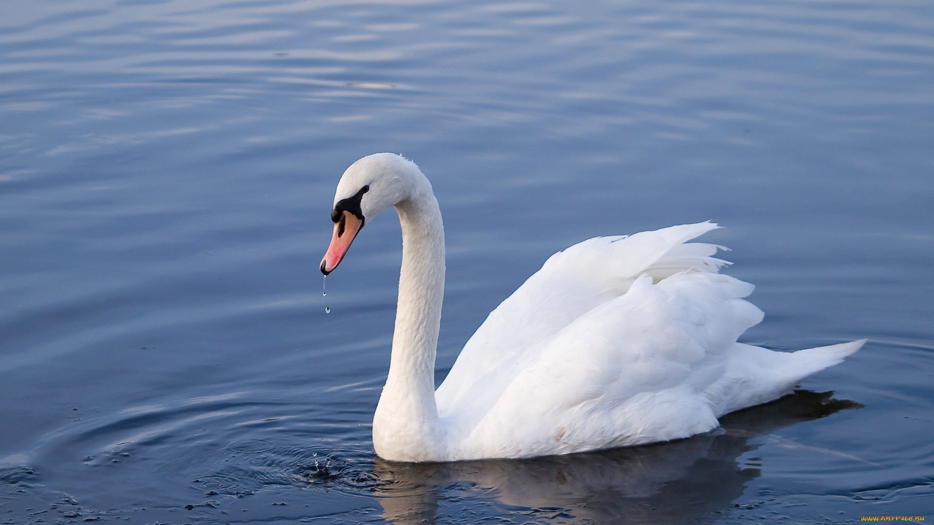 животные, лебеди