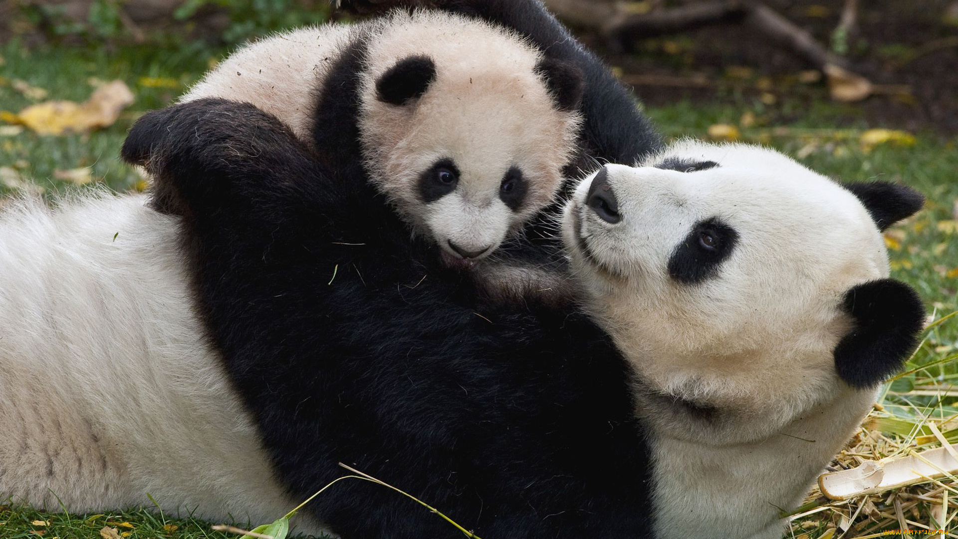 животные, панды
