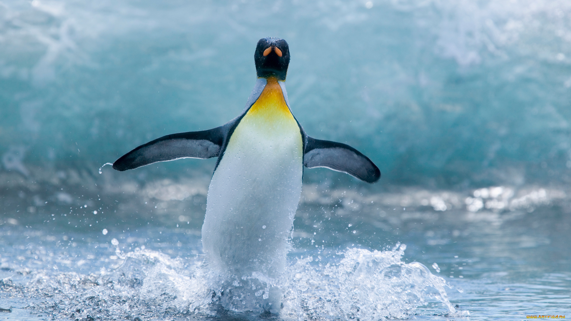 животные, пингвины