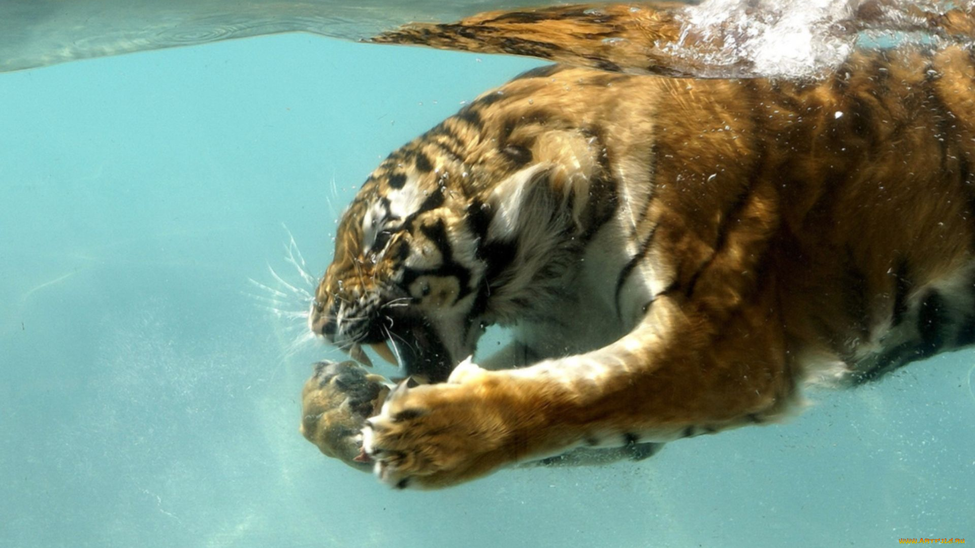 животные, тигры