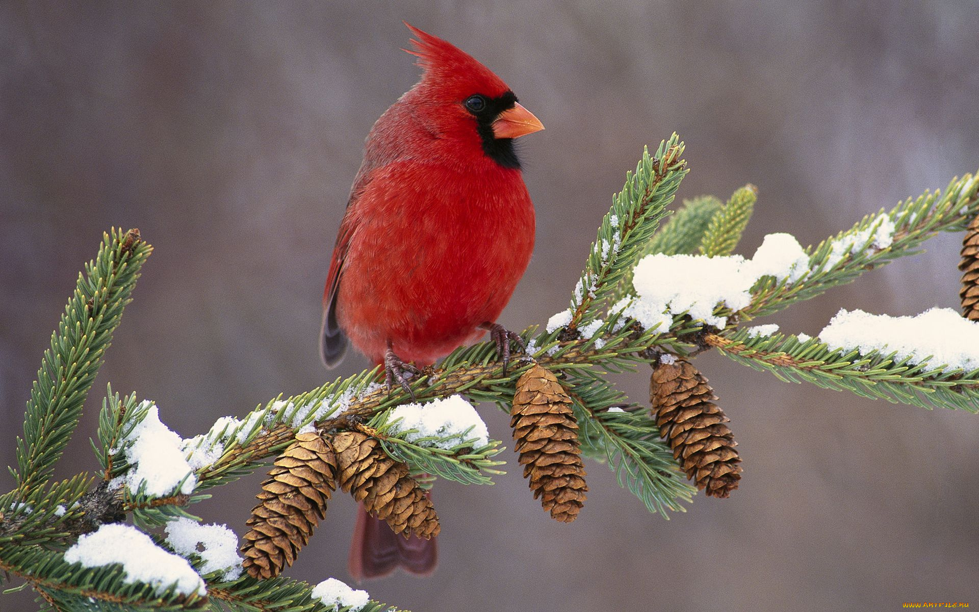 животные, кардиналы