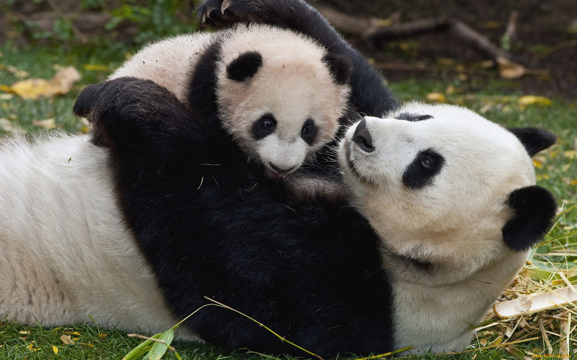 животные, панды