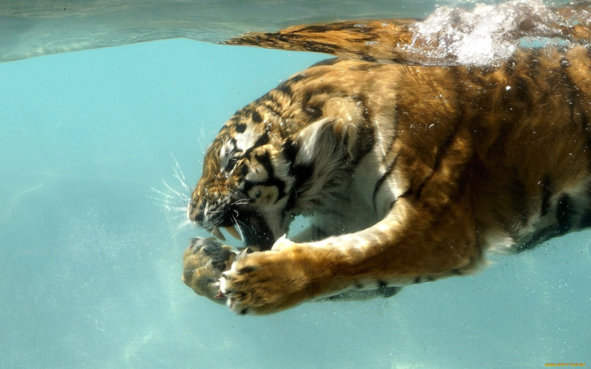 животные, тигры