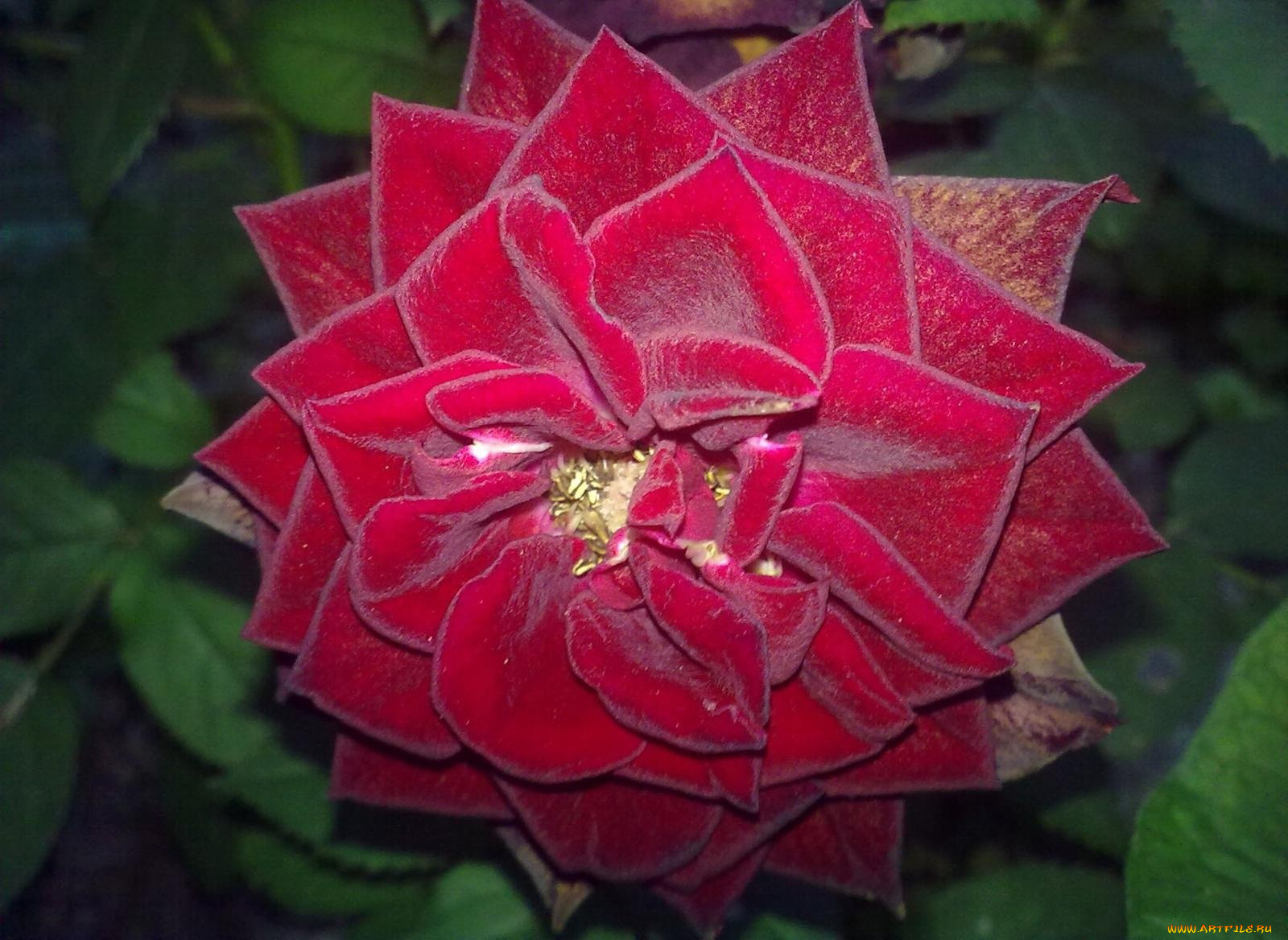 цветы, розы, лепестки