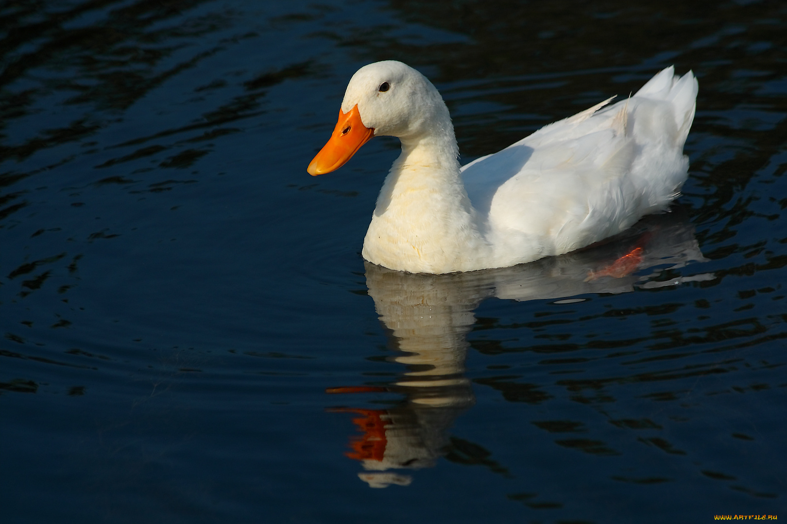 животные, утки, вода