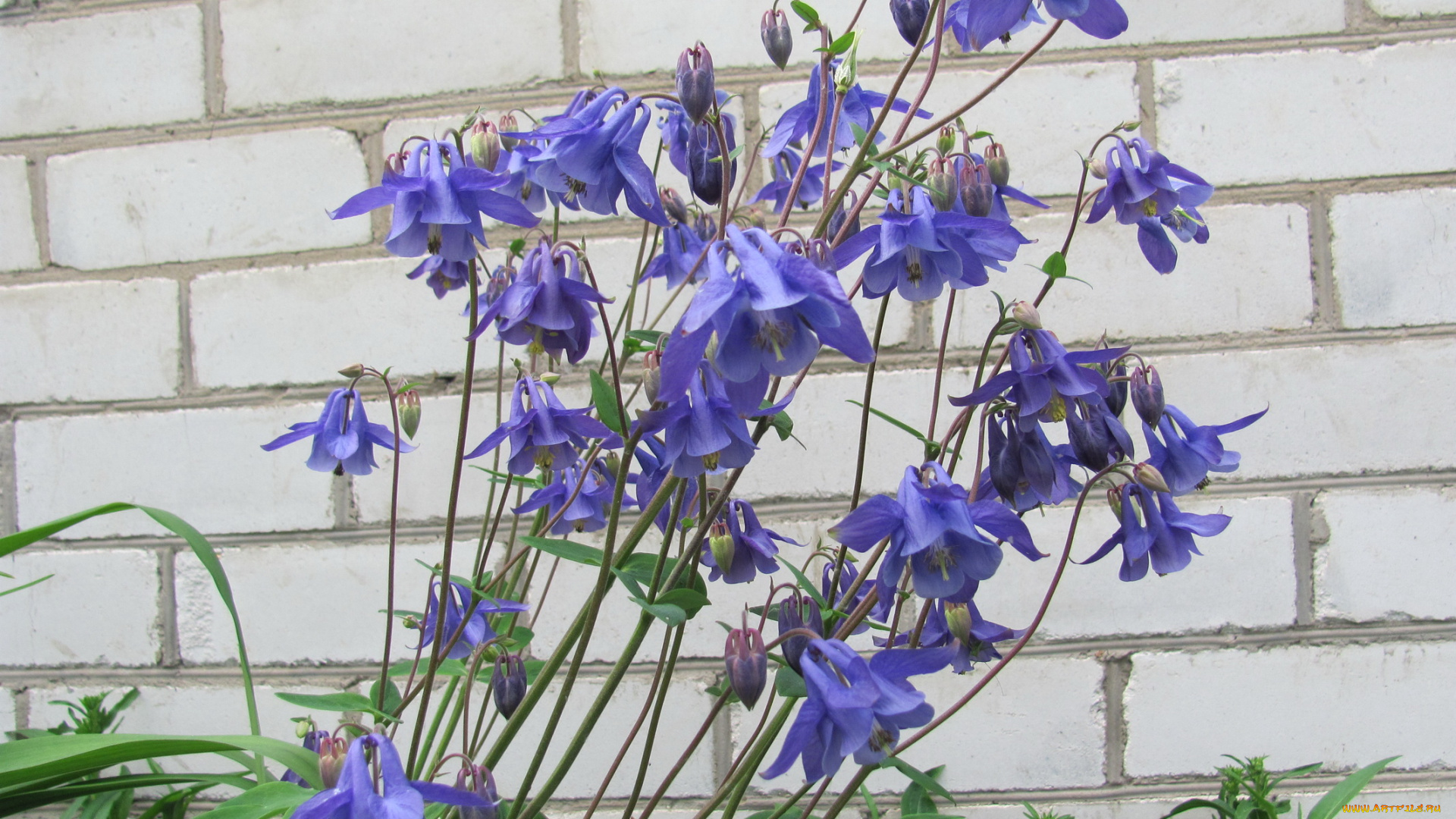 цветы, аквилегия, водосбор, синий