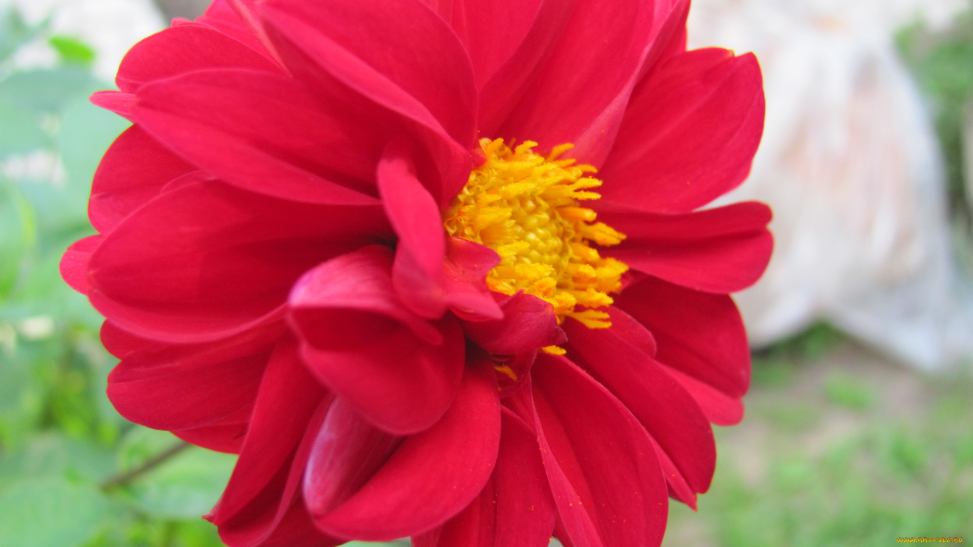 цветы, георгины, красный, макро