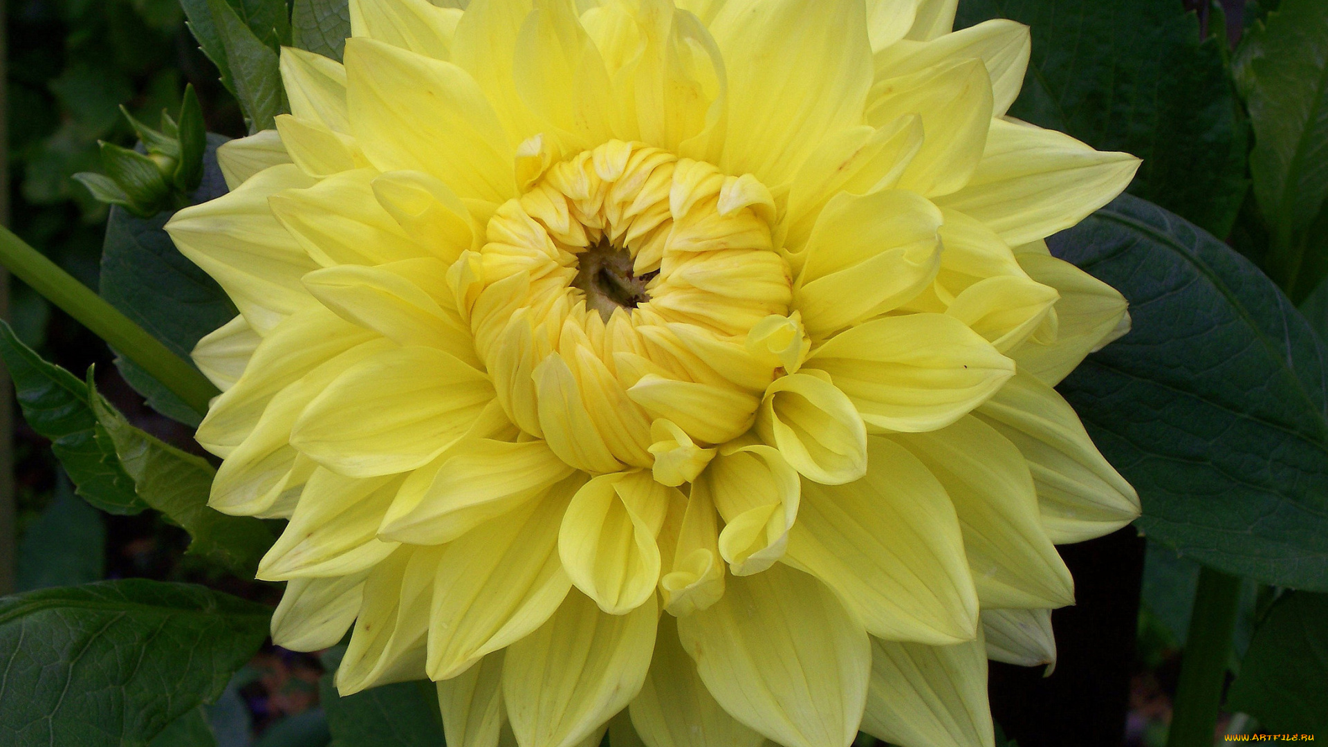 цветы, георгины, желтый