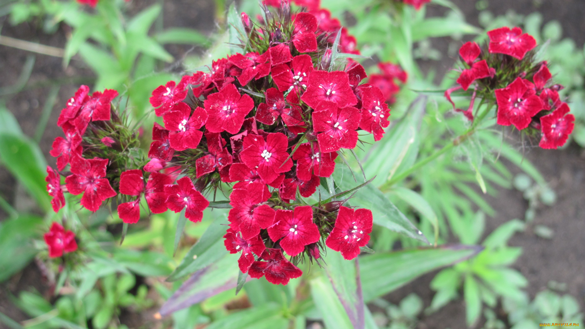 цветы, гвоздики, красный