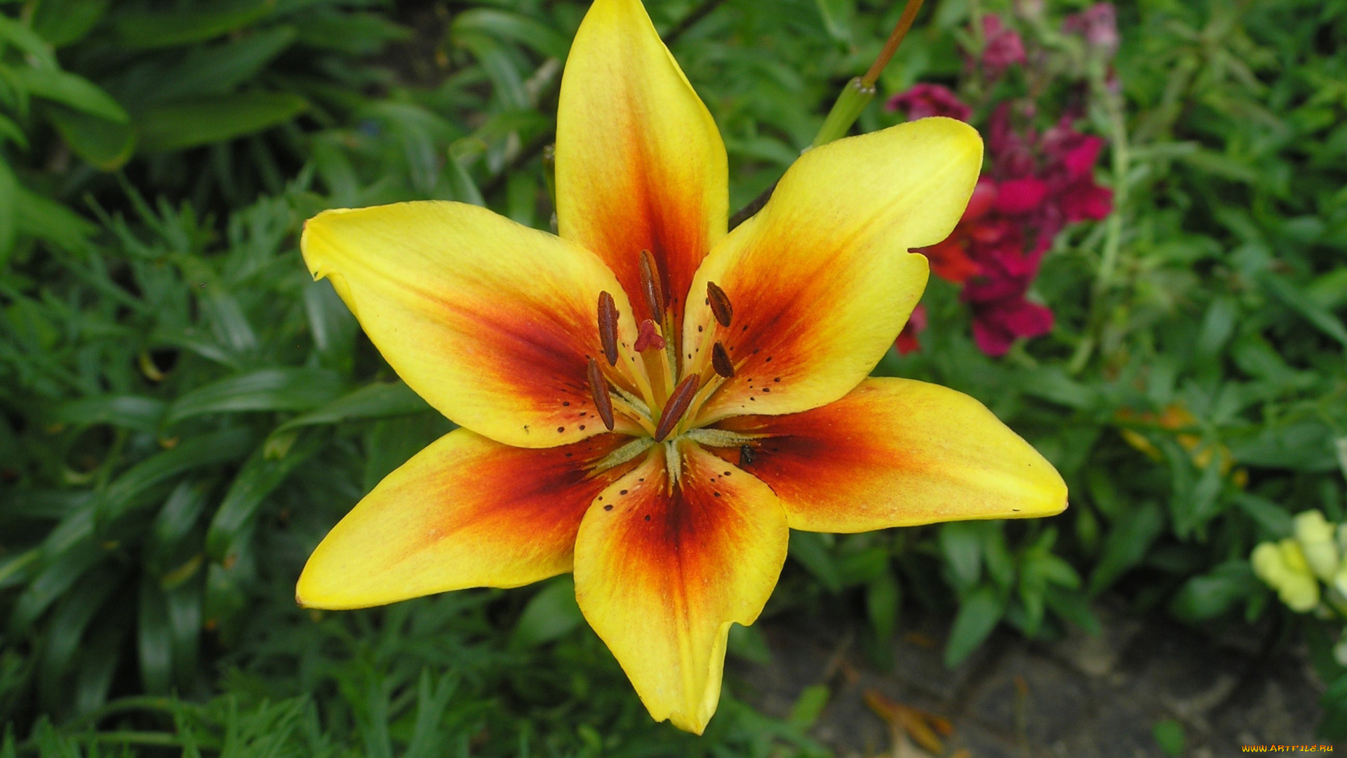 цветы, лилии, лилейники, желтая, лилия