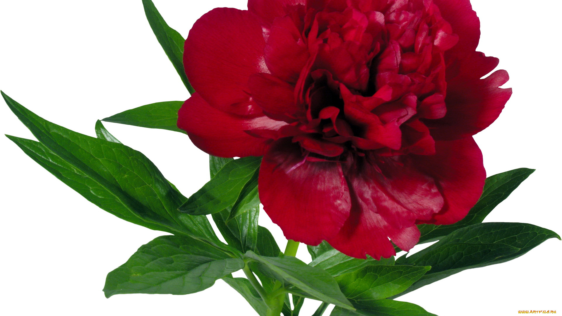 цветы, пионы, бордовый