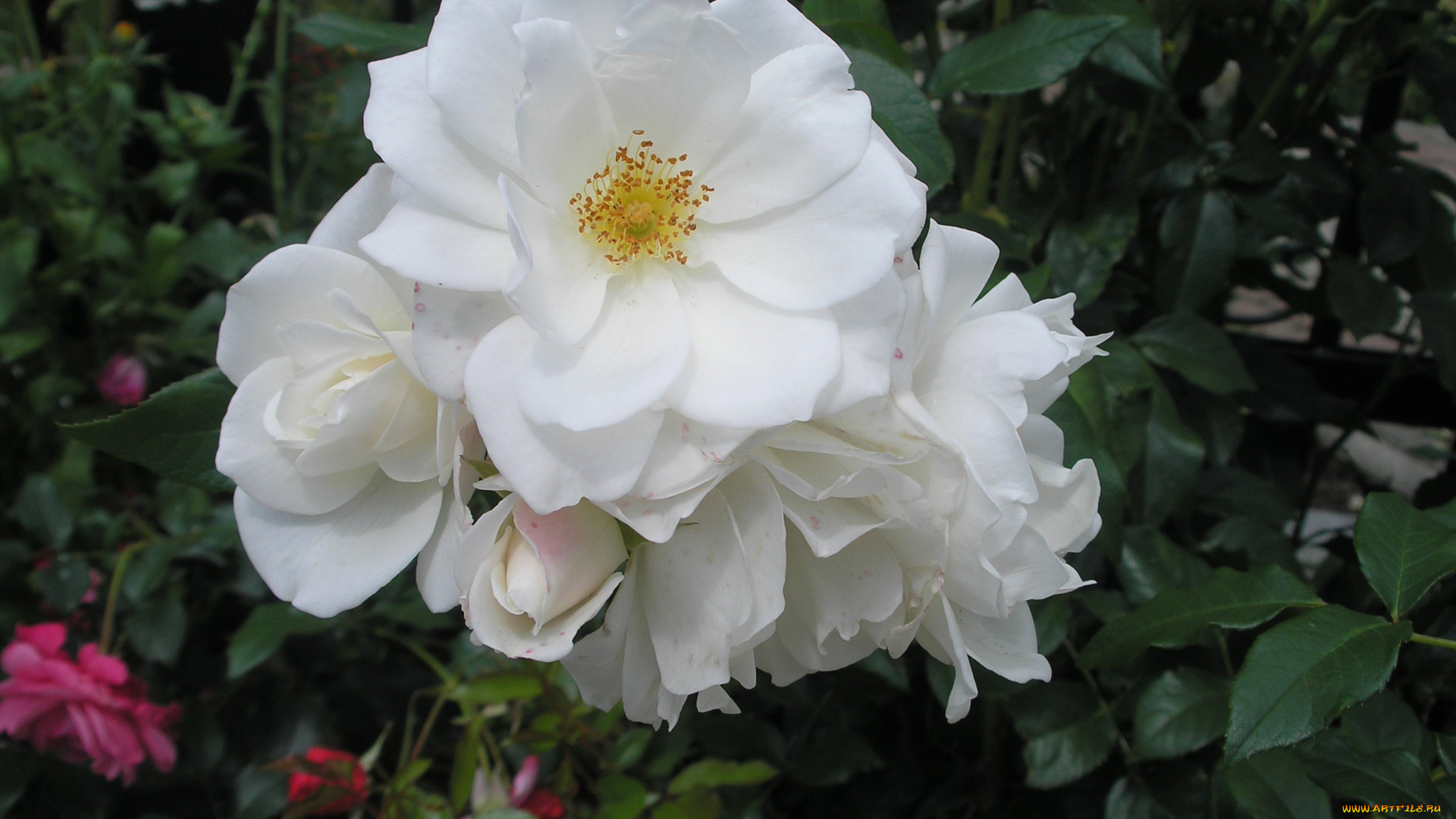 цветы, розы, белый