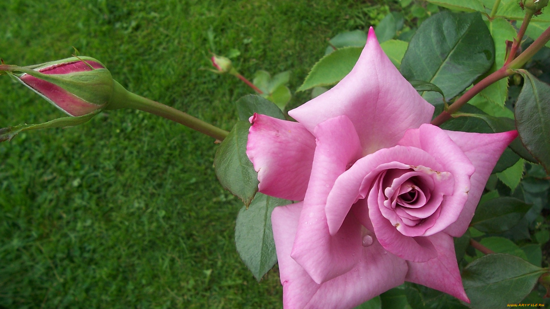 цветы, розы, бутон, лепестки