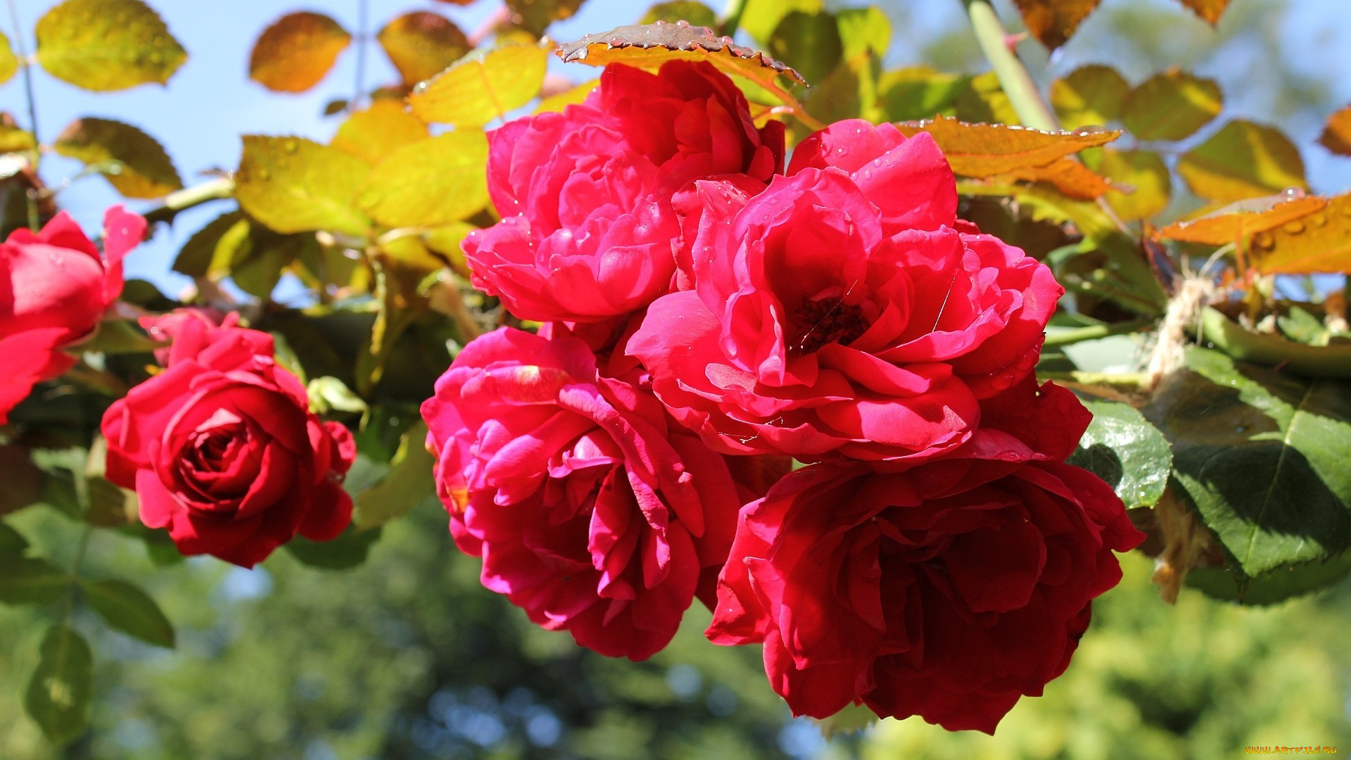 цветы, розы, розовый, капли