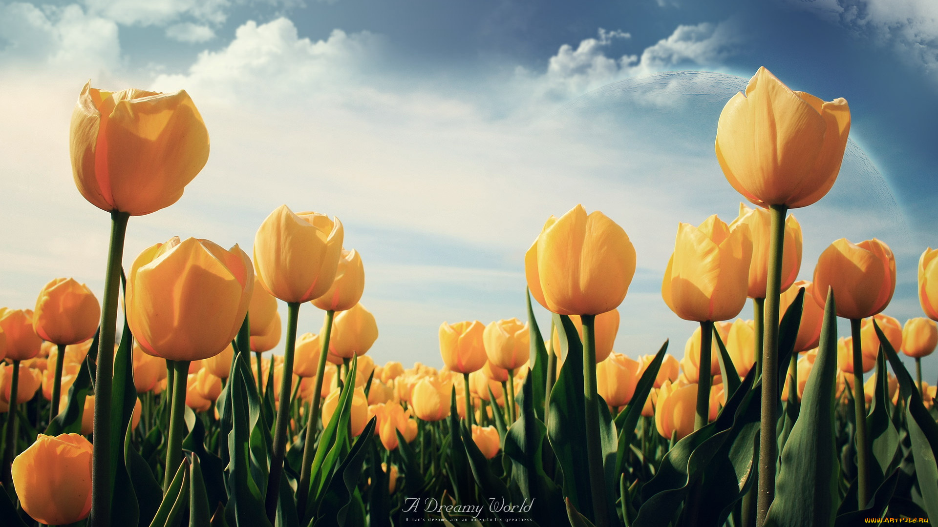 цветы, тюльпаны, облака