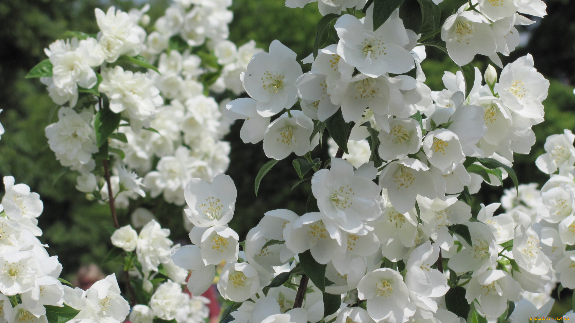 цветы, жасмин, май, весна