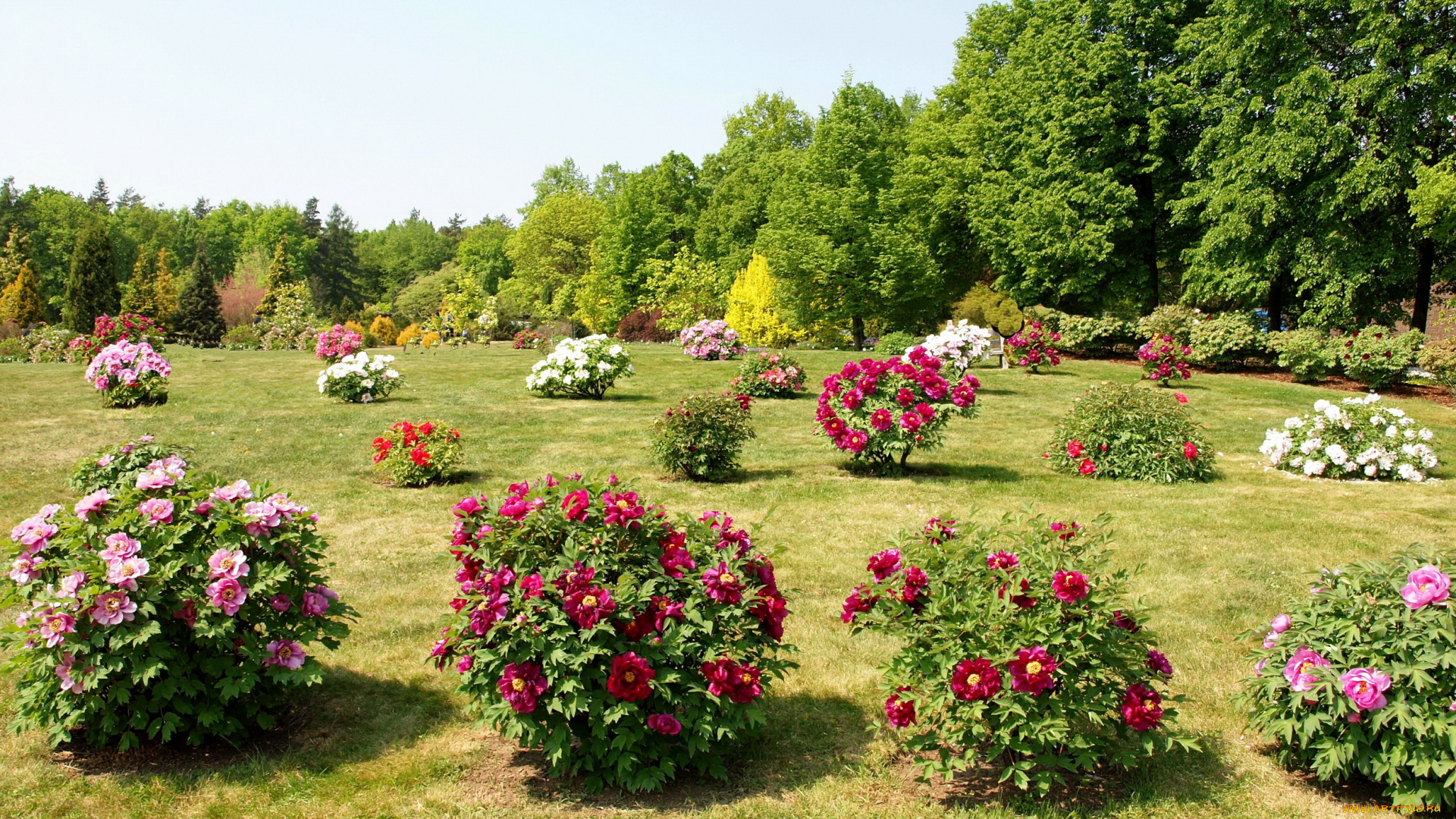 природа, парк, пионы, кусты