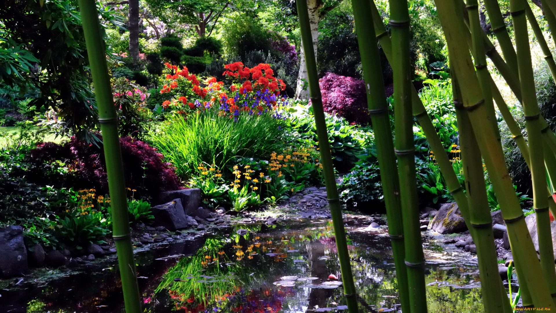 природа, парк, водоем, бамбук