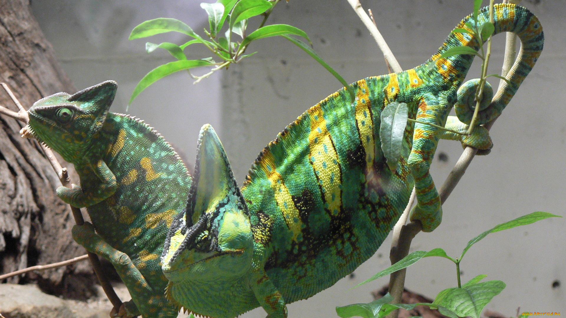 животные, хамелеоны, ветки