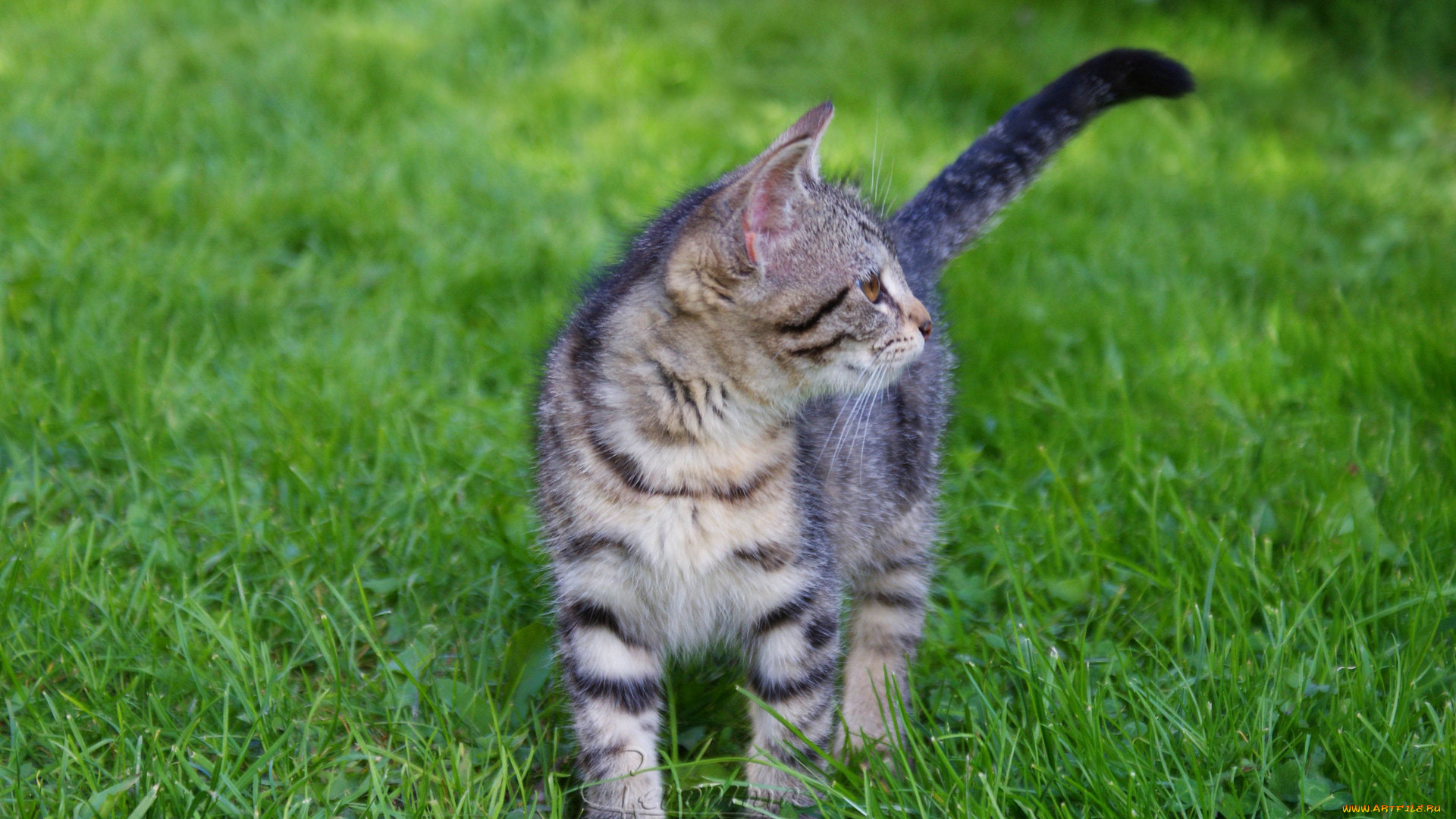 животные, коты, котенок, трава