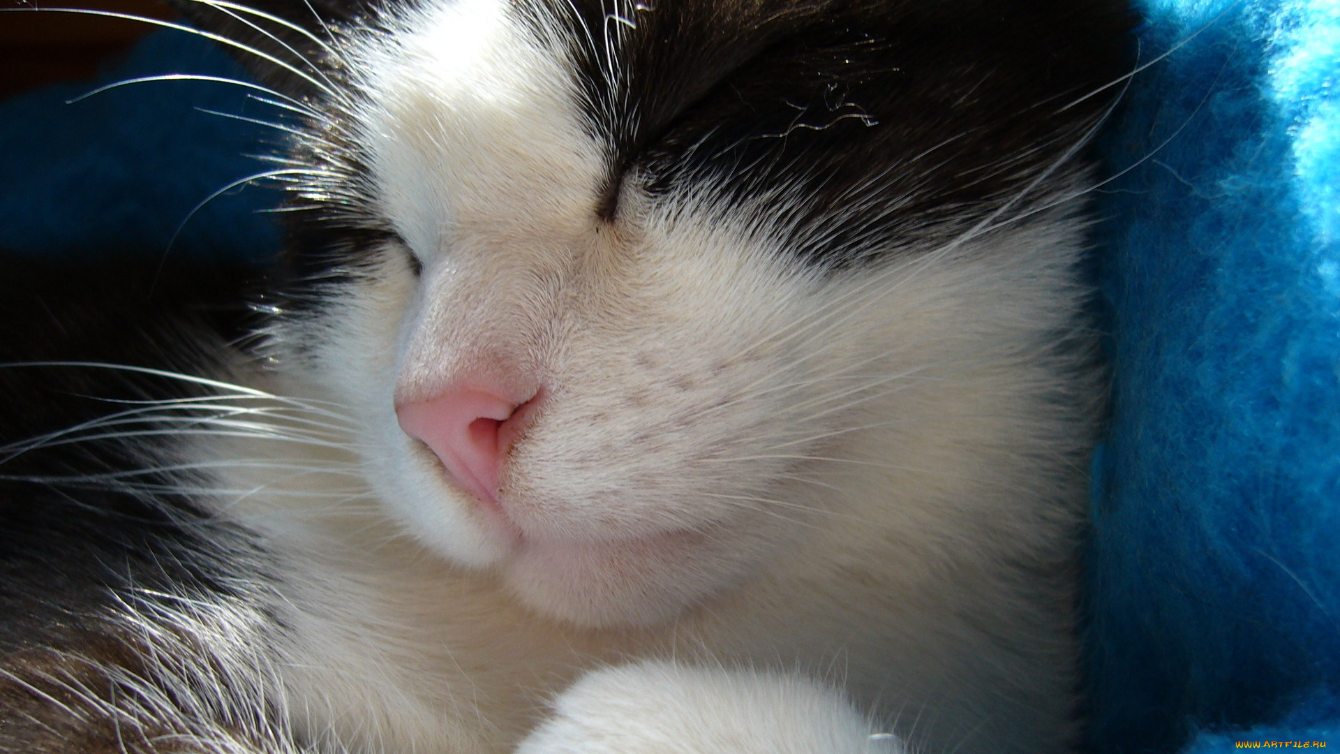 животные, коты, крупный, план