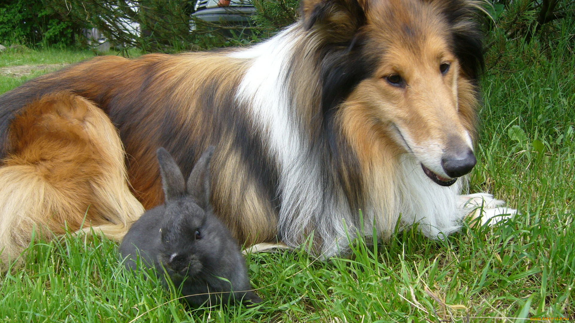 животные, разные, вместе, колли, кролик