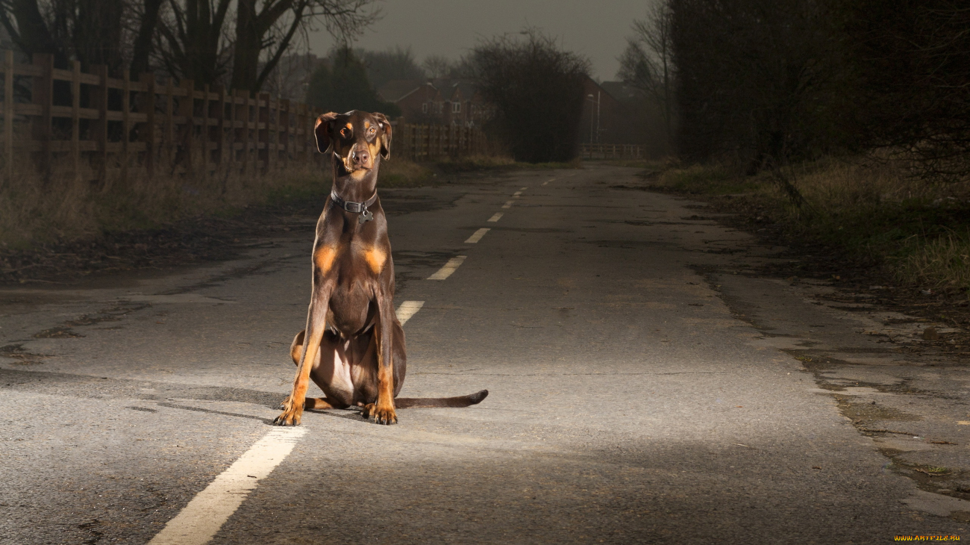 животные, собаки, собака, дорога