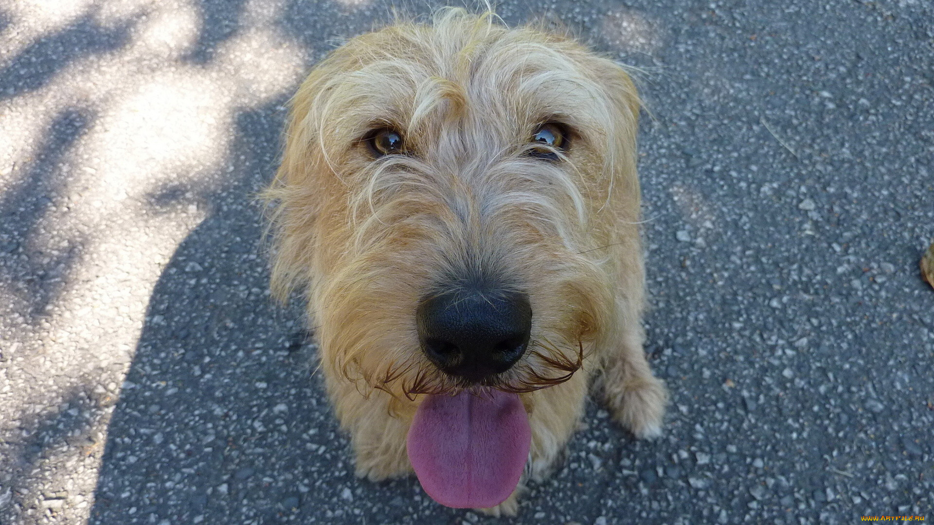 животные, собаки, язык