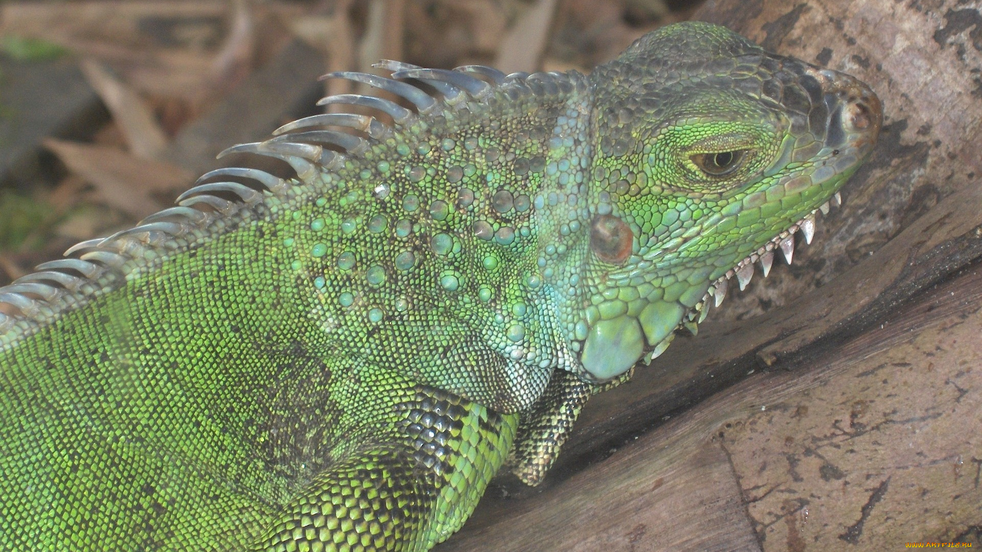 животные, Ящерицы, игуаны, вараны, зубы