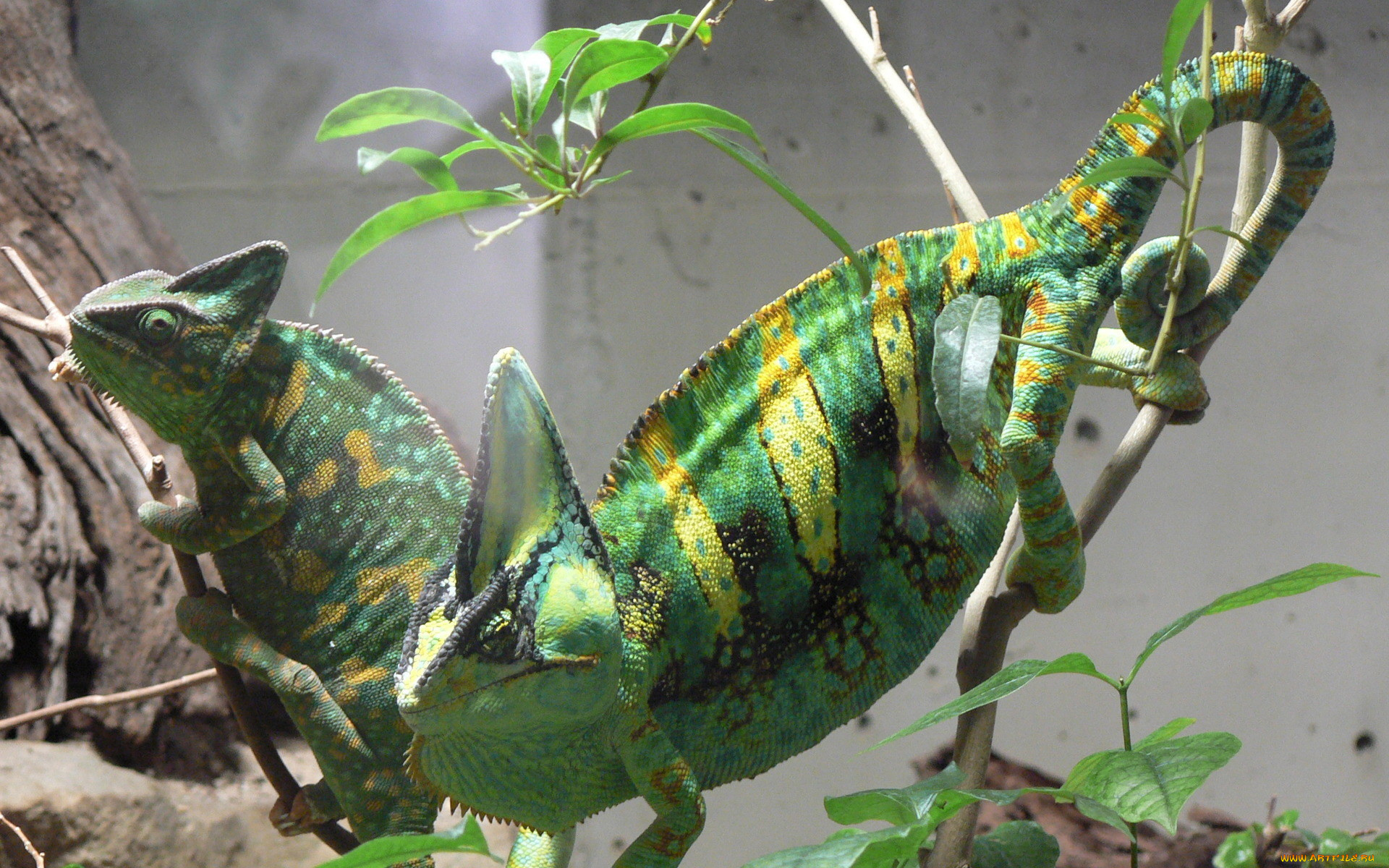 животные, хамелеоны, ветки