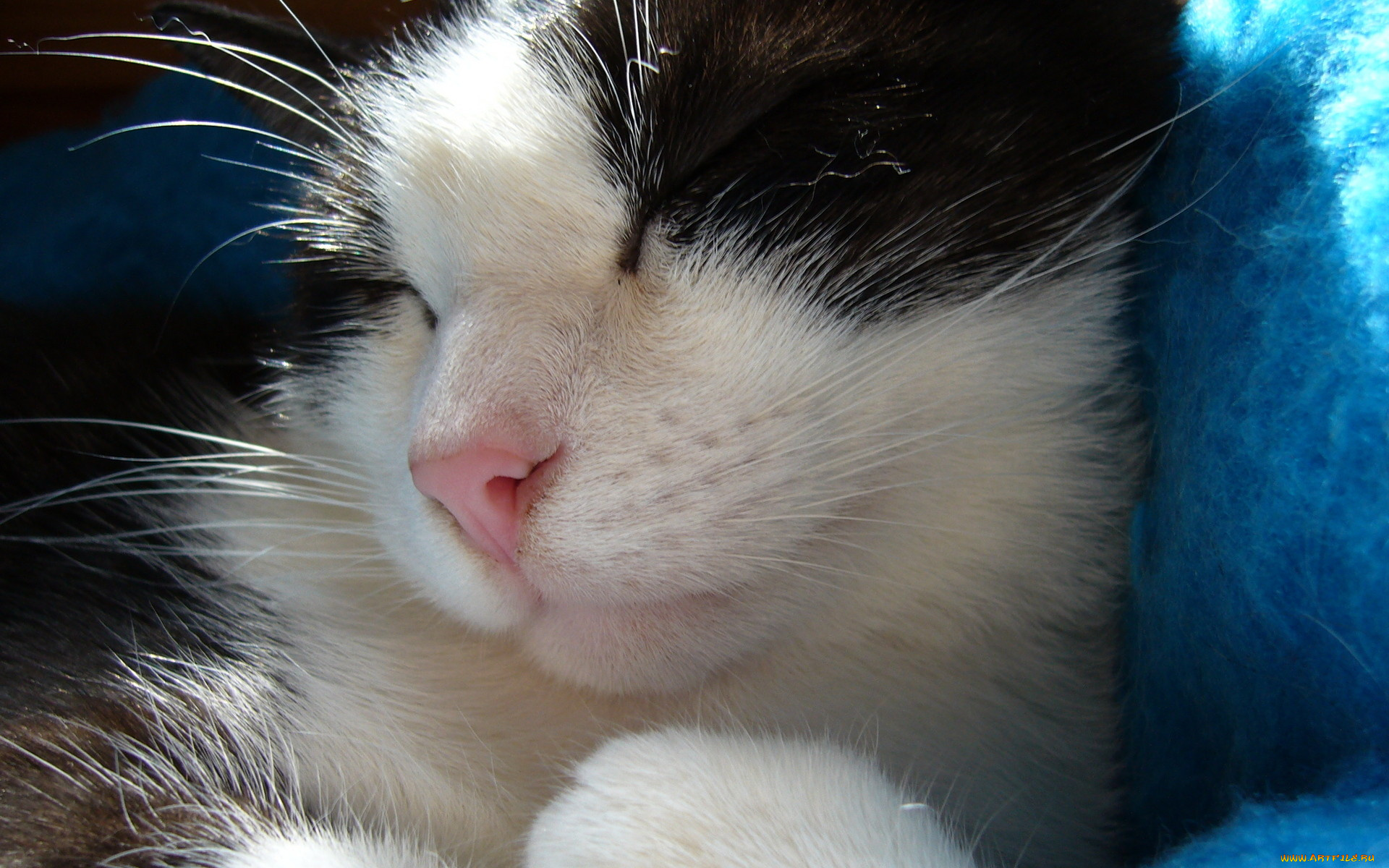 животные, коты, крупный, план