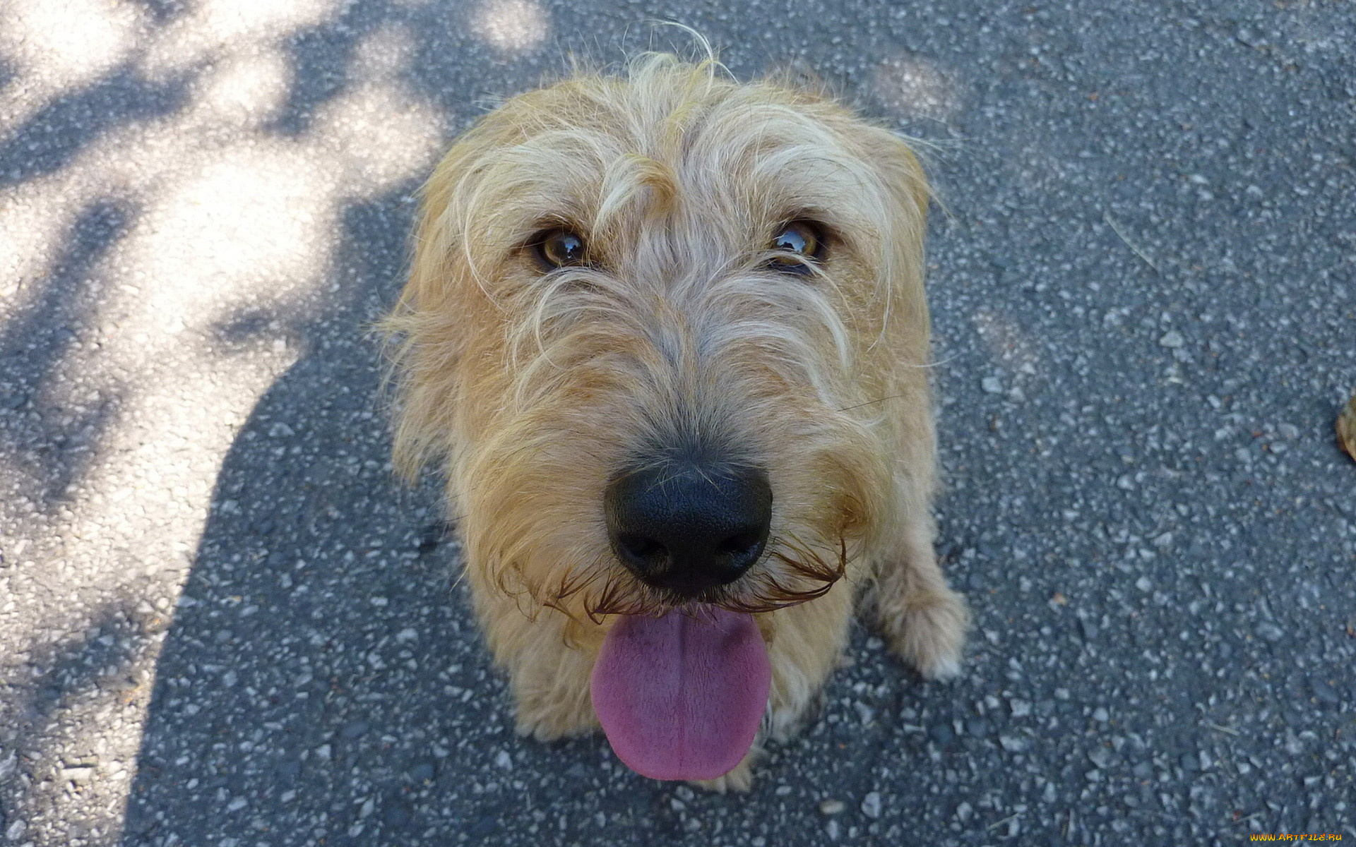 животные, собаки, язык