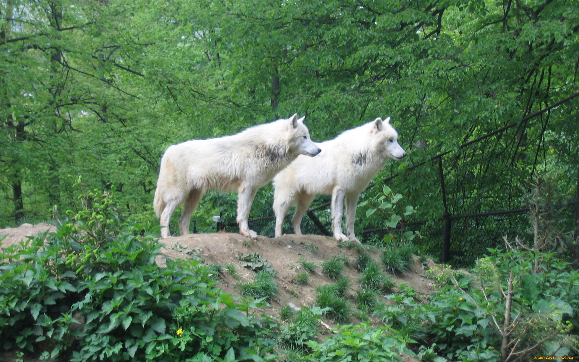 животные, волки, деревья, белые