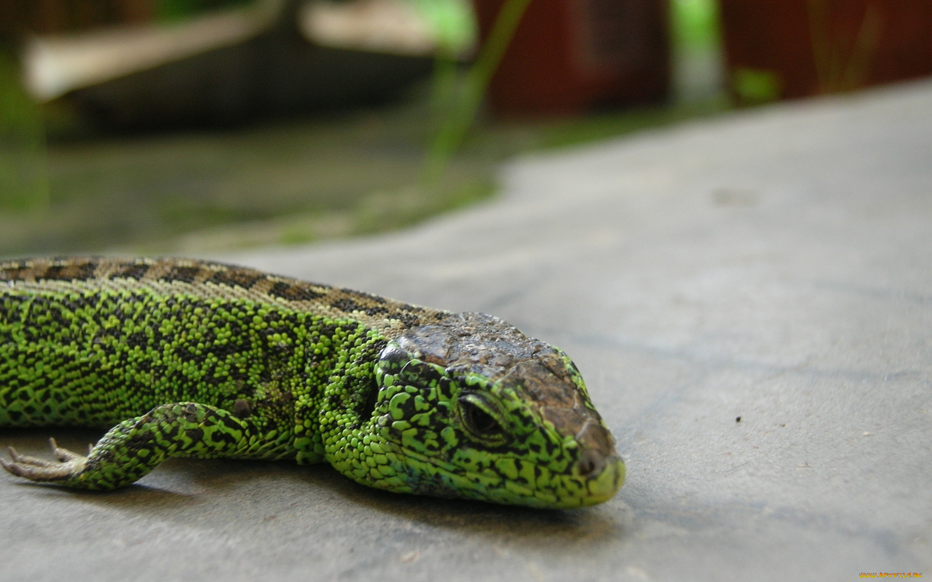 животные, Ящерицы, игуаны, вараны, зеленая, ящерица