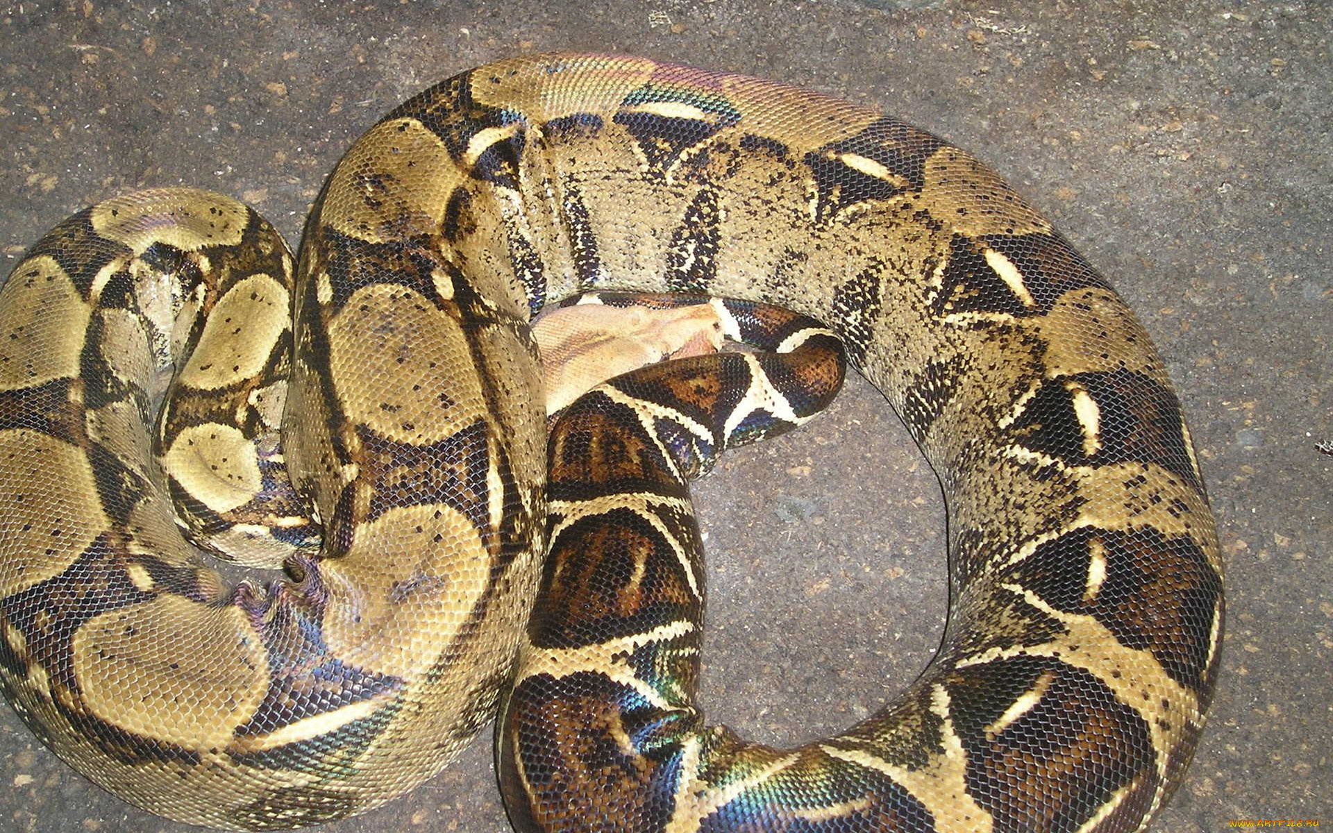 животные, змеи, питоны, кобры, питон