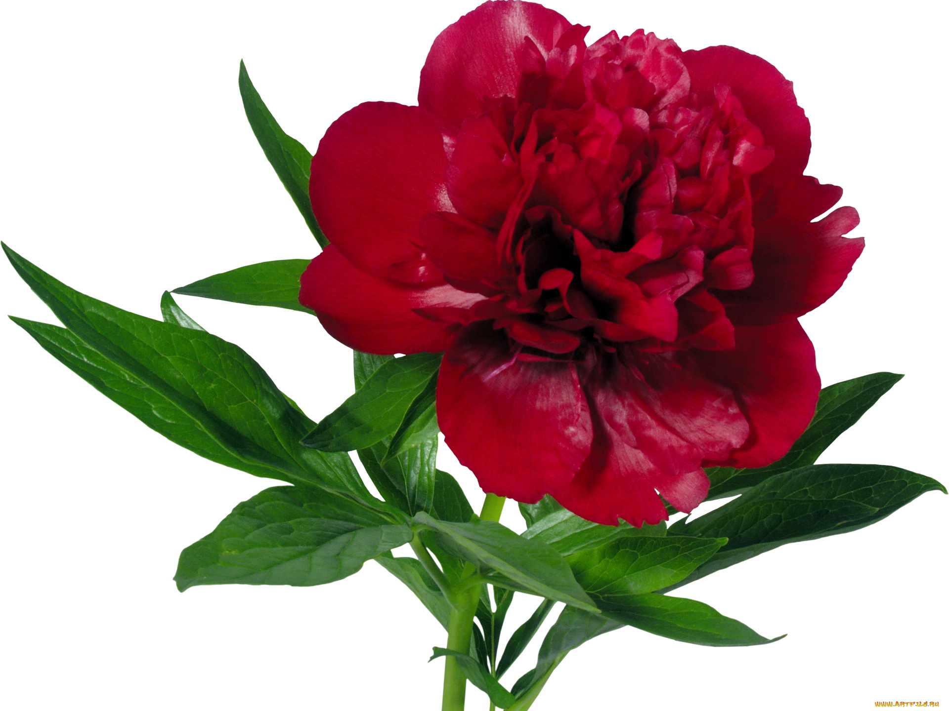 цветы, пионы, бордовый