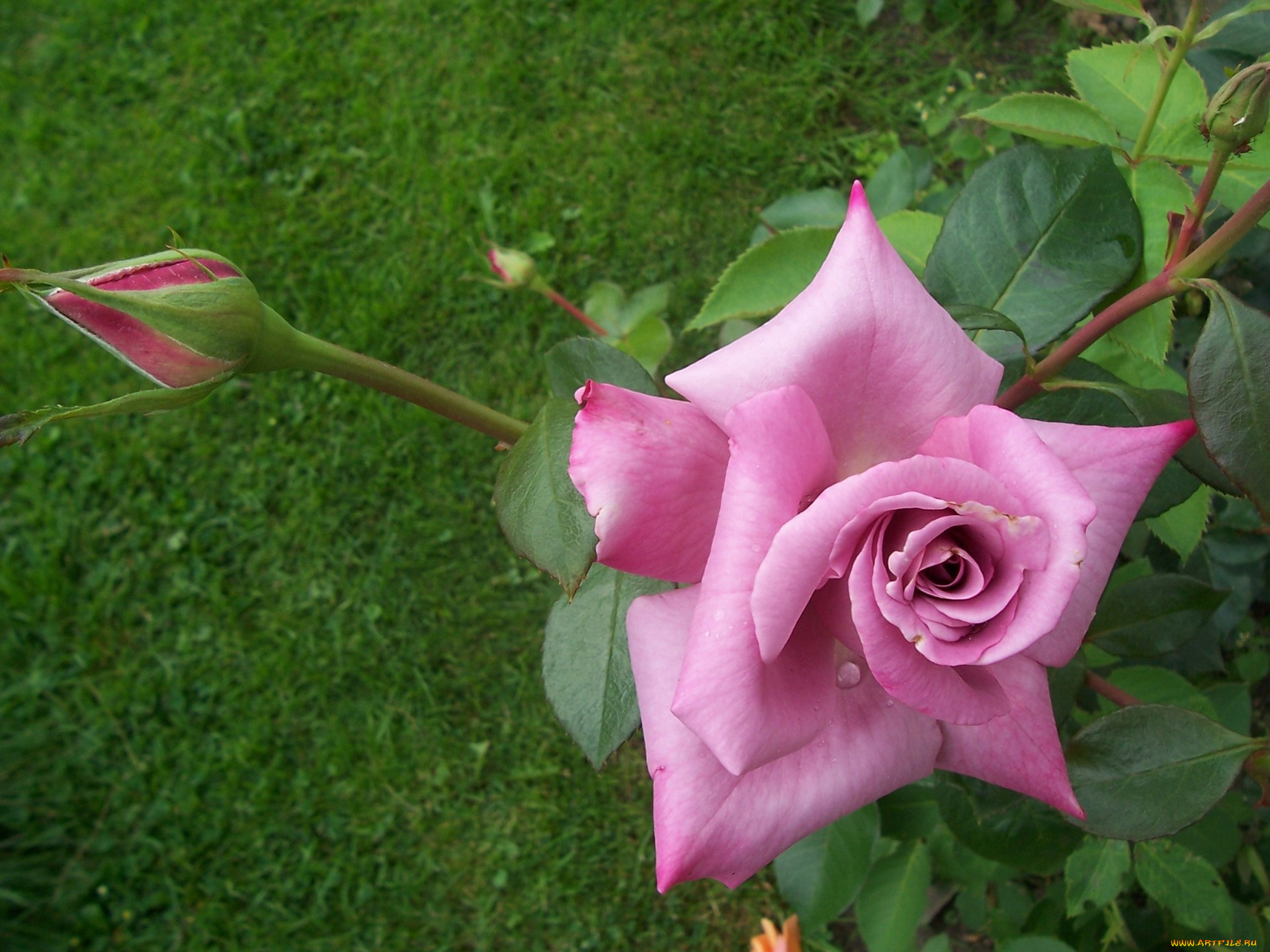 цветы, розы, бутон, лепестки