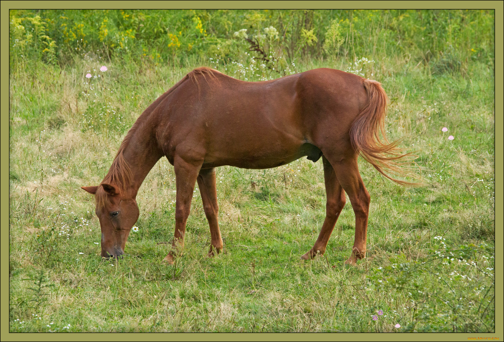 животные, лошади, луг
