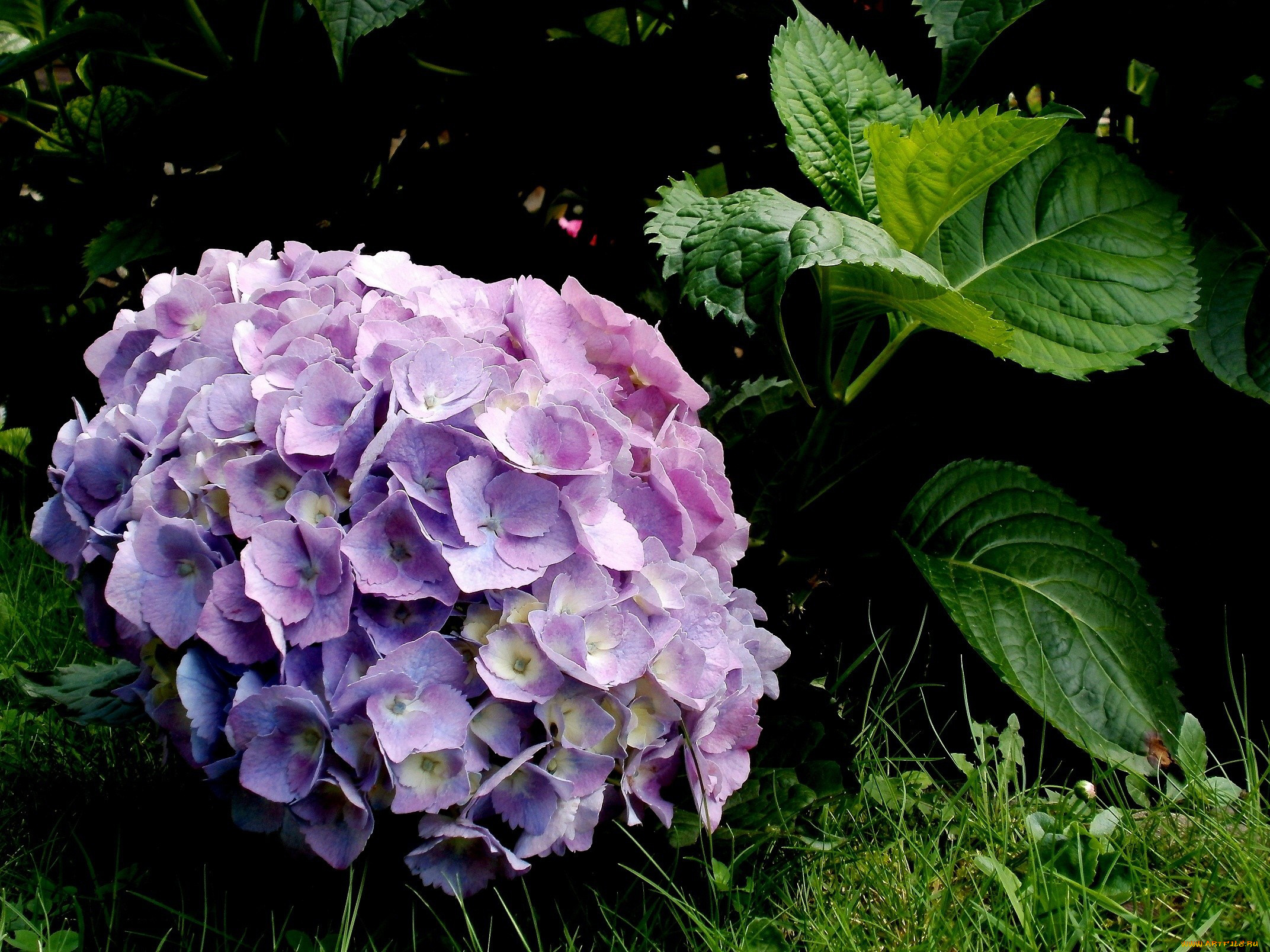 цветы, гортензия, нежный, сиреневый