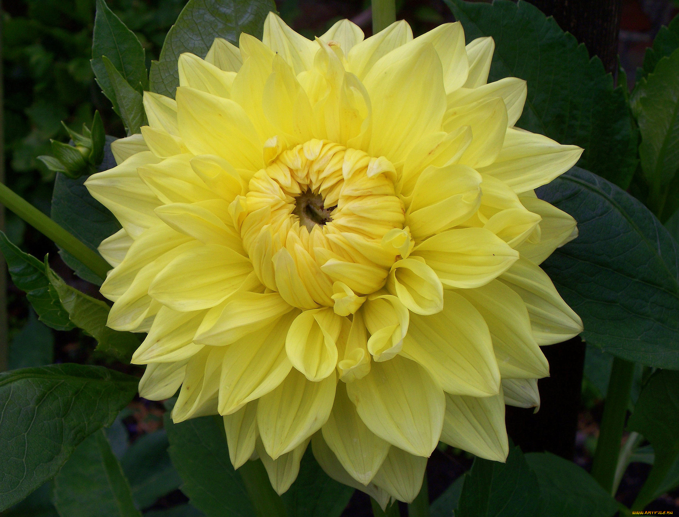 цветы, георгины, желтый