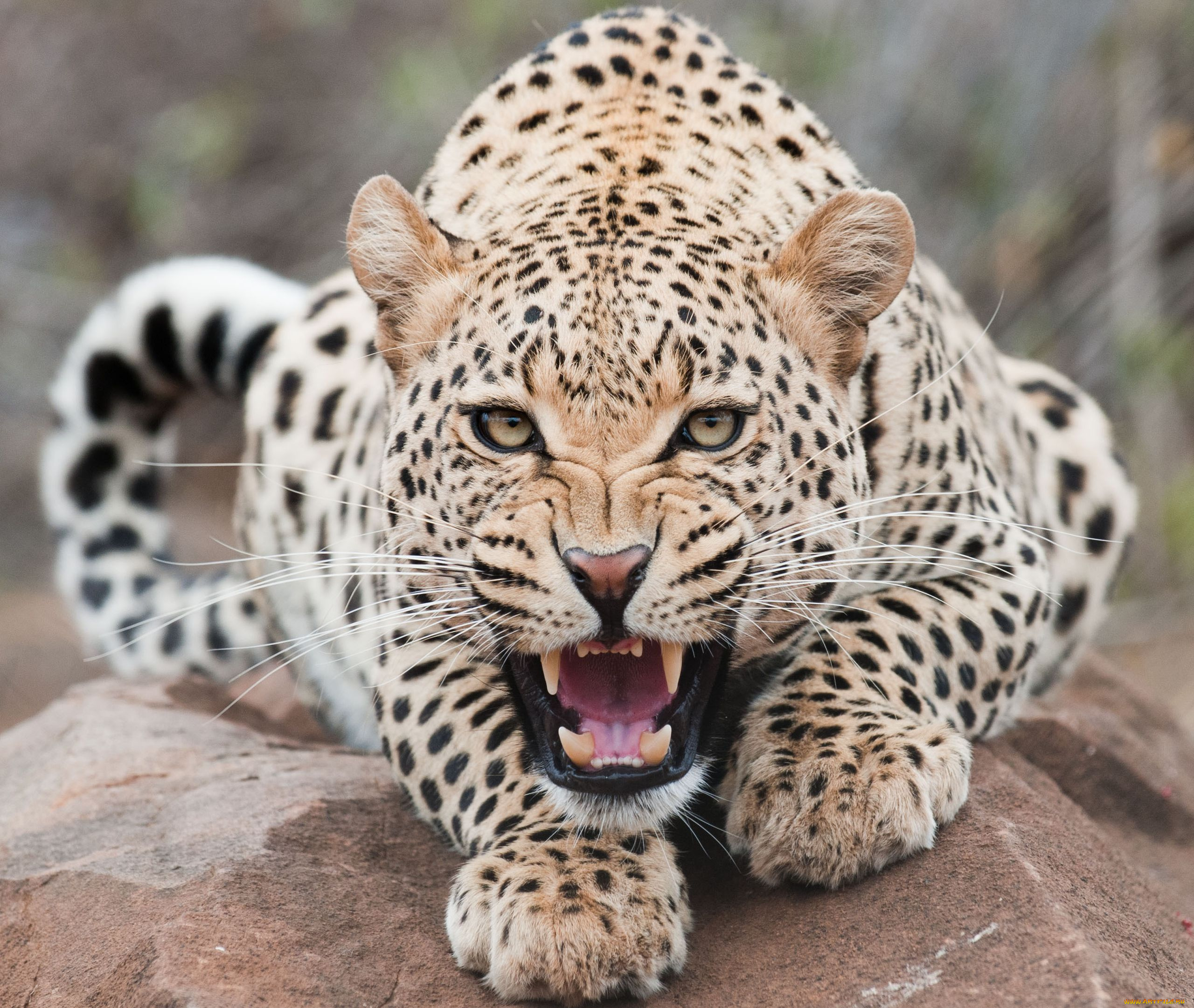 животные, леопарды, кошка, хищник, пасть, взгляд