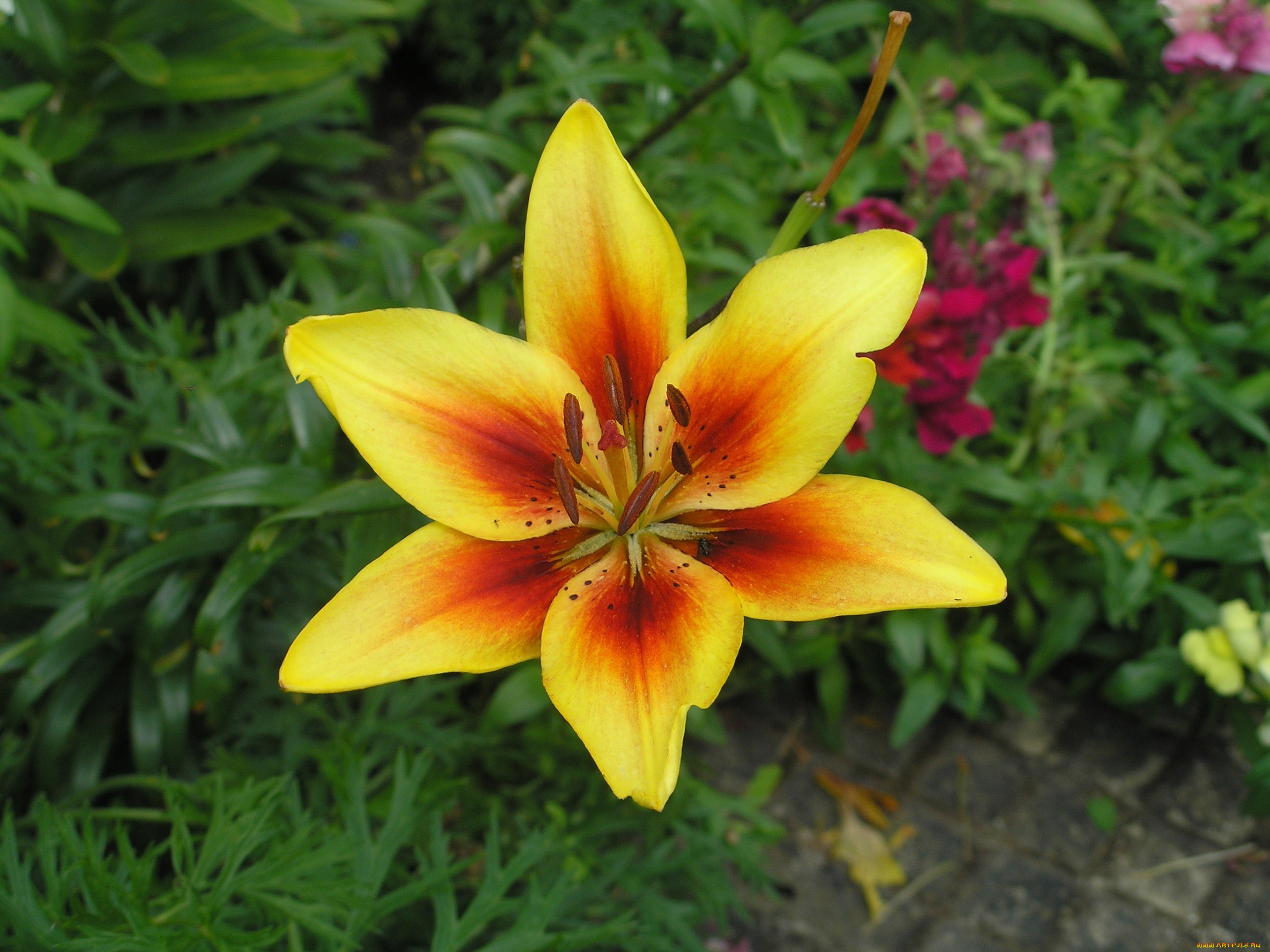 цветы, лилии, лилейники, желтая, лилия