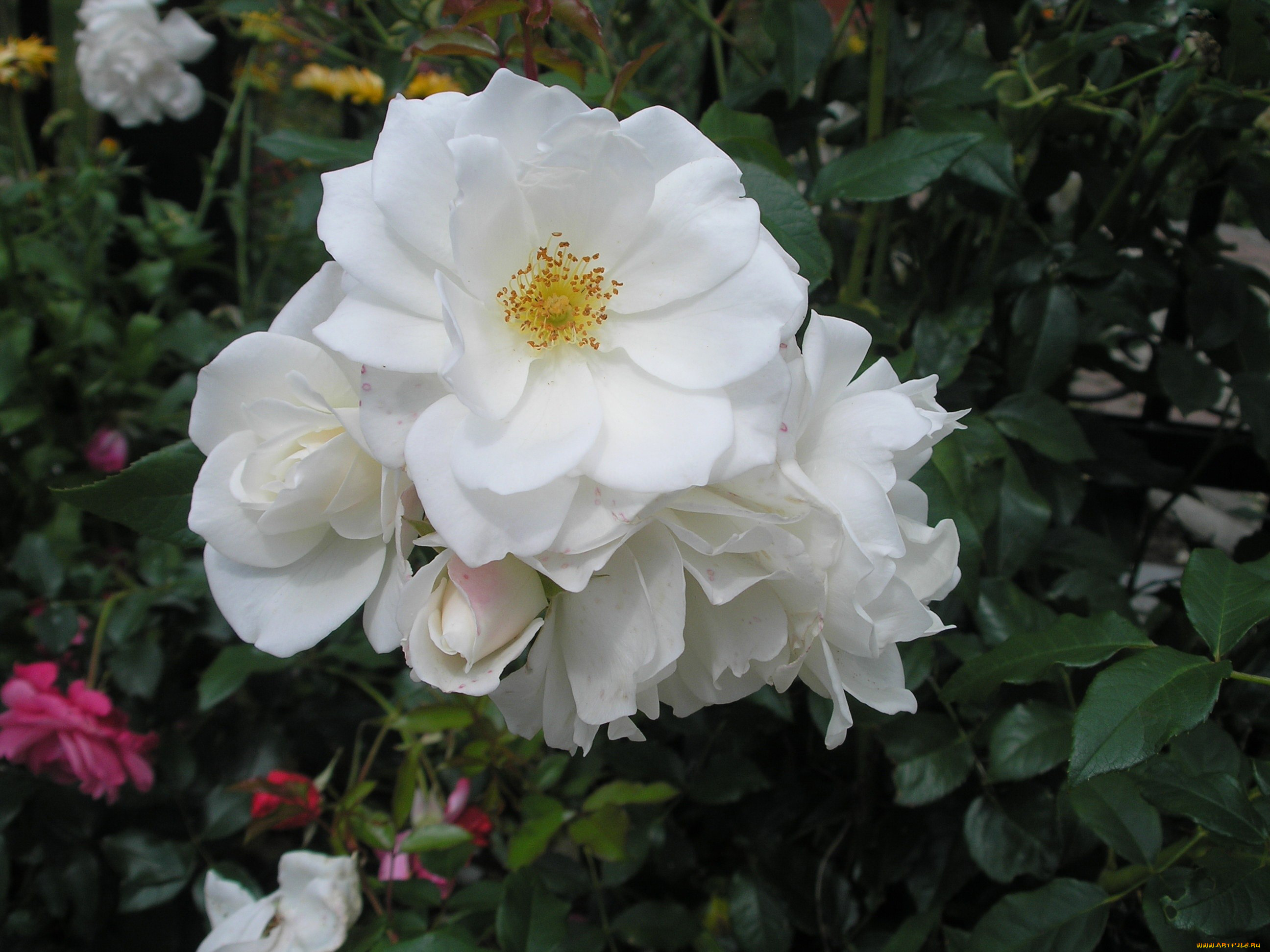 цветы, розы, белый