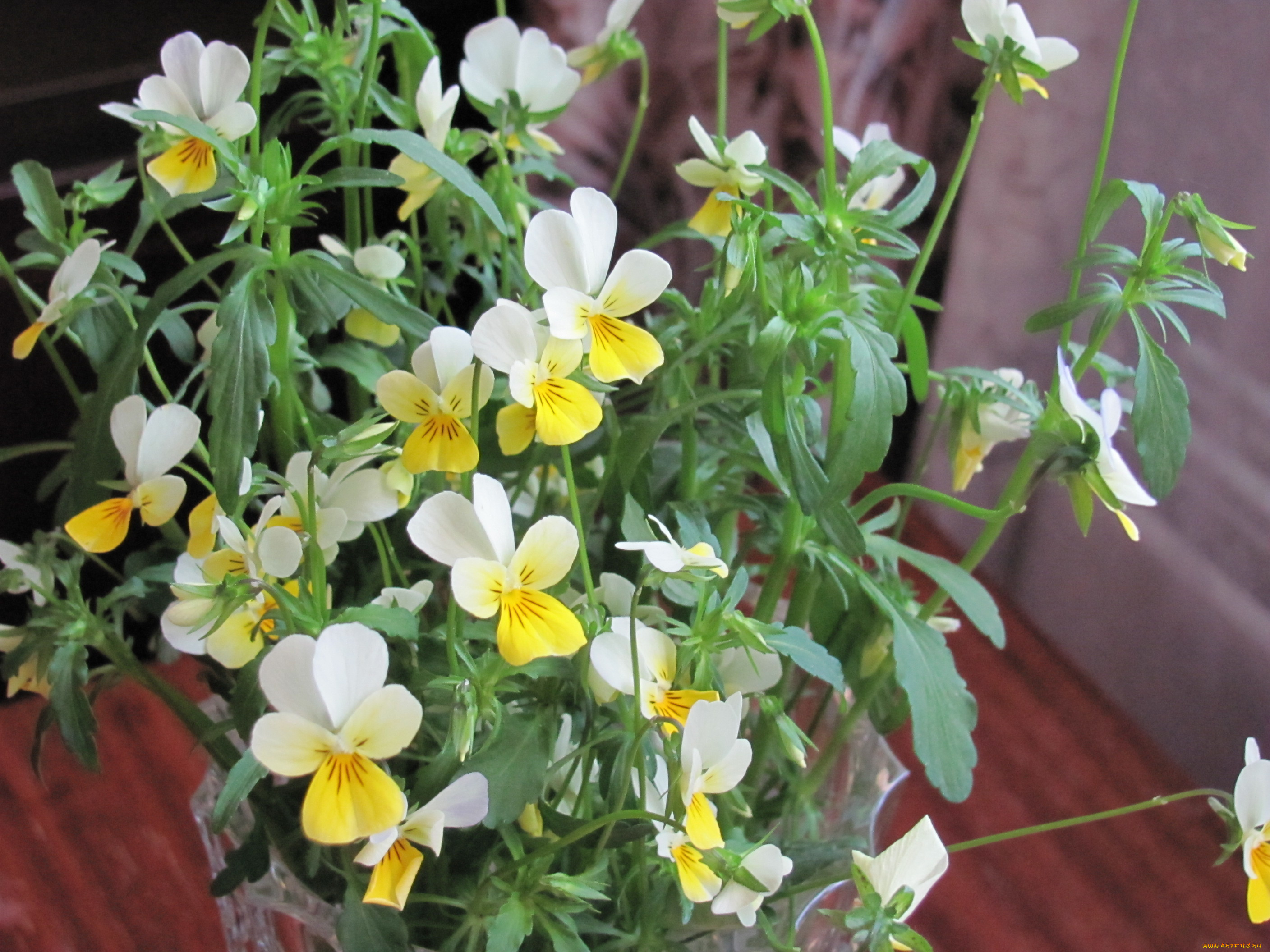 цветы, фиалки, лесная, фиалка